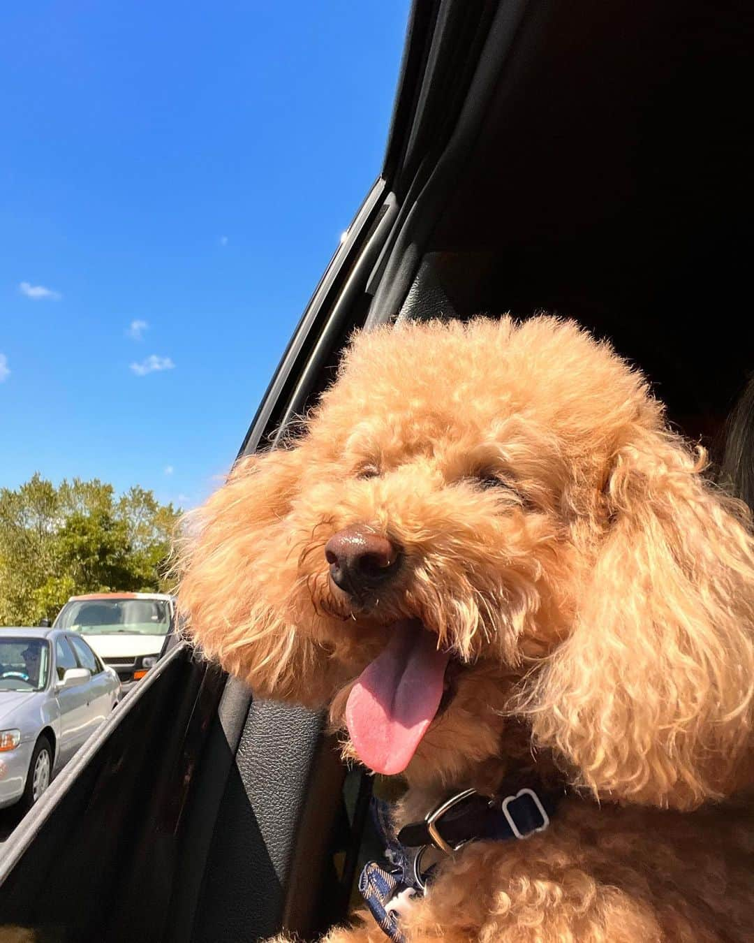 ニコール・キッドマンさんのインスタグラム写真 - (ニコール・キッドマンInstagram)「Passenger prince takes the wheel 🐾」8月17日 6時56分 - nicolekidman