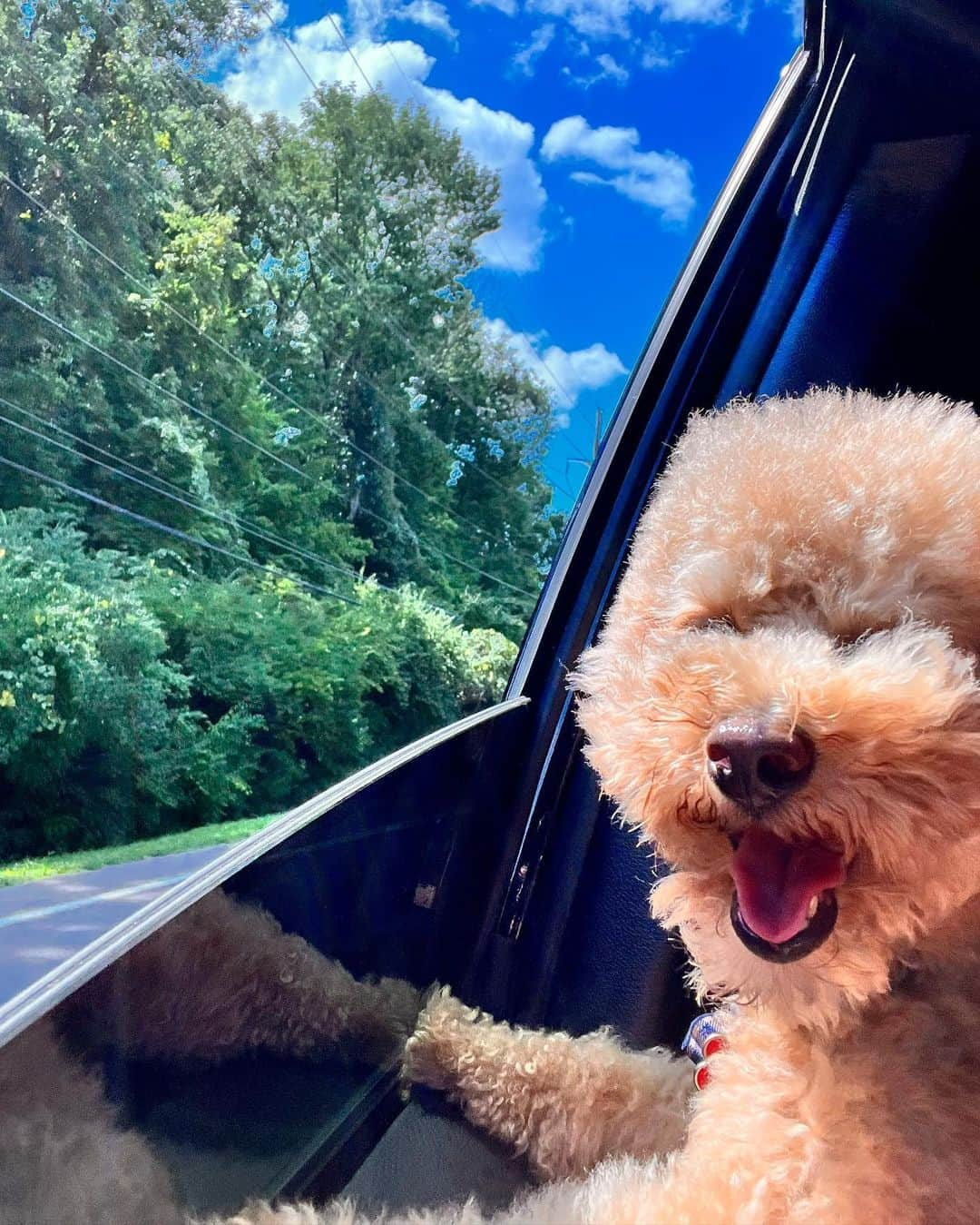 ニコール・キッドマンのインスタグラム：「Passenger prince takes the wheel 🐾」