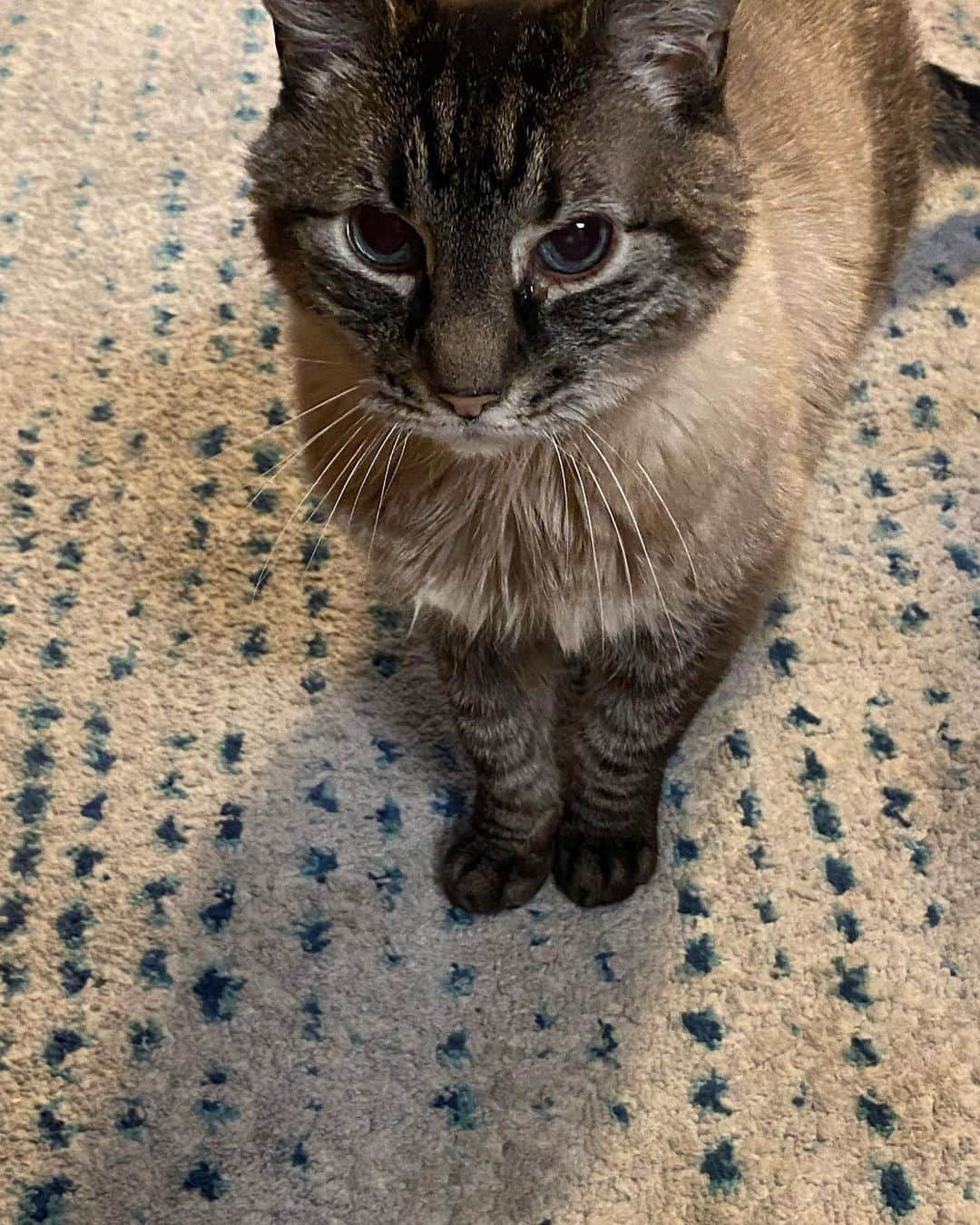 アルベルトさんのインスタグラム写真 - (アルベルトInstagram)「After 20+ years, the last office cat Lucky crossed the rainbow bridge.  We’re sure P.A. was there to greet him & show him how things are done up there.  End of an era.」8月17日 7時52分 - pompous.albert