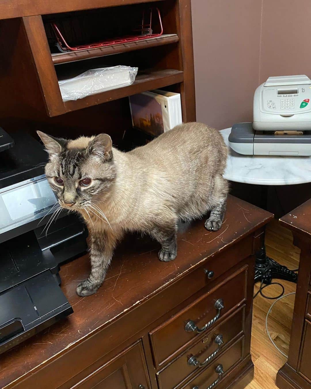 アルベルトさんのインスタグラム写真 - (アルベルトInstagram)「After 20+ years, the last office cat Lucky crossed the rainbow bridge.  We’re sure P.A. was there to greet him & show him how things are done up there.  End of an era.」8月17日 7時52分 - pompous.albert