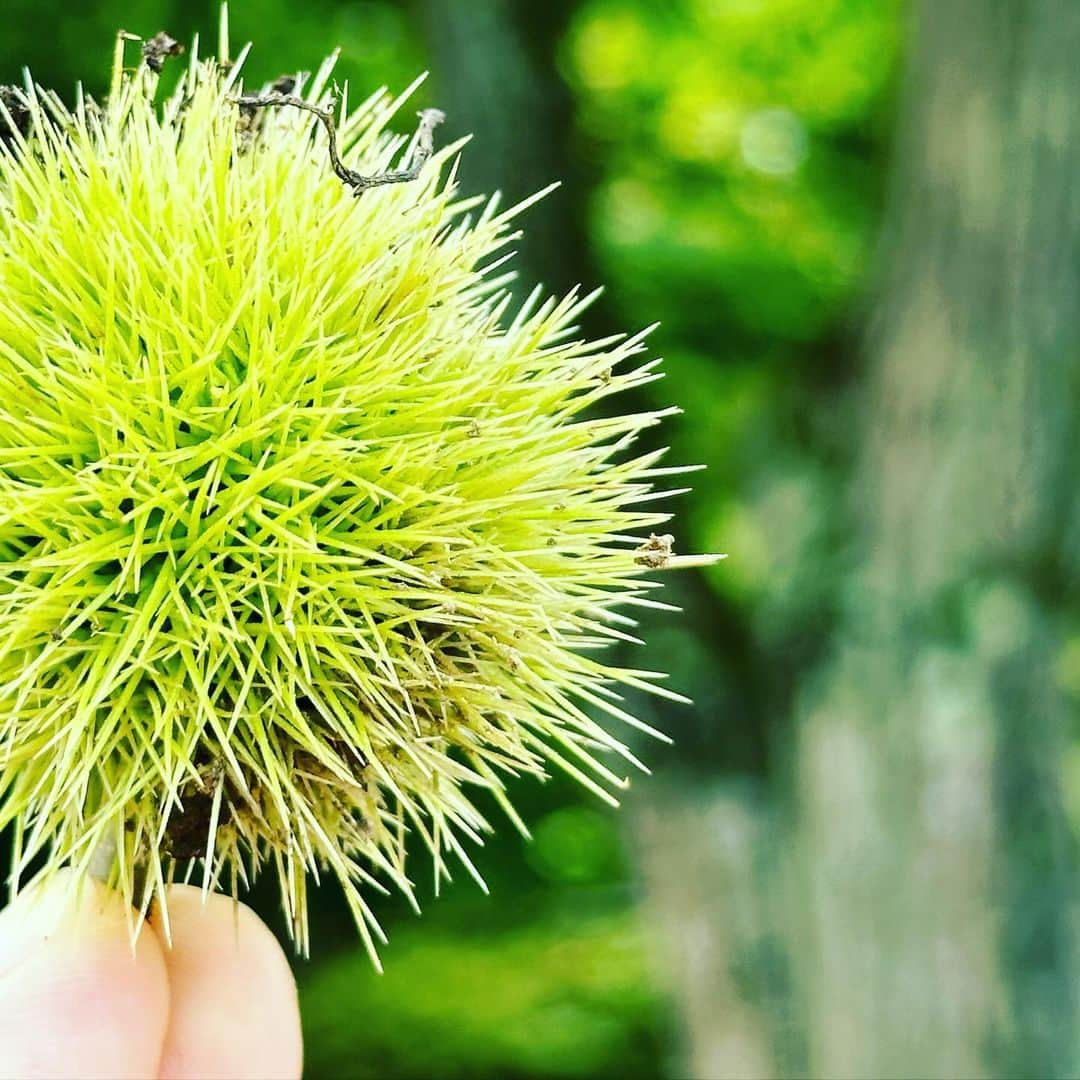 松村太郎さんのインスタグラム写真 - (松村太郎Instagram)「青栗。  旅先で湿気侵入、カメラ結露、再起動ループのiPhone。3日間にわたるシリカゲル・ジップロクICUでの処置によって湿気が抜けきり、完全復活元通り。  やはり2倍、3倍ズームが使えるスナップカメラとしてのiPhoneの優秀さを再確認しました。iPhoneは次も今後もProモデルを選ぶと思います。  #栗 #🌰 #夏休み #ShotoniPhone」8月17日 8時10分 - taromatsumura