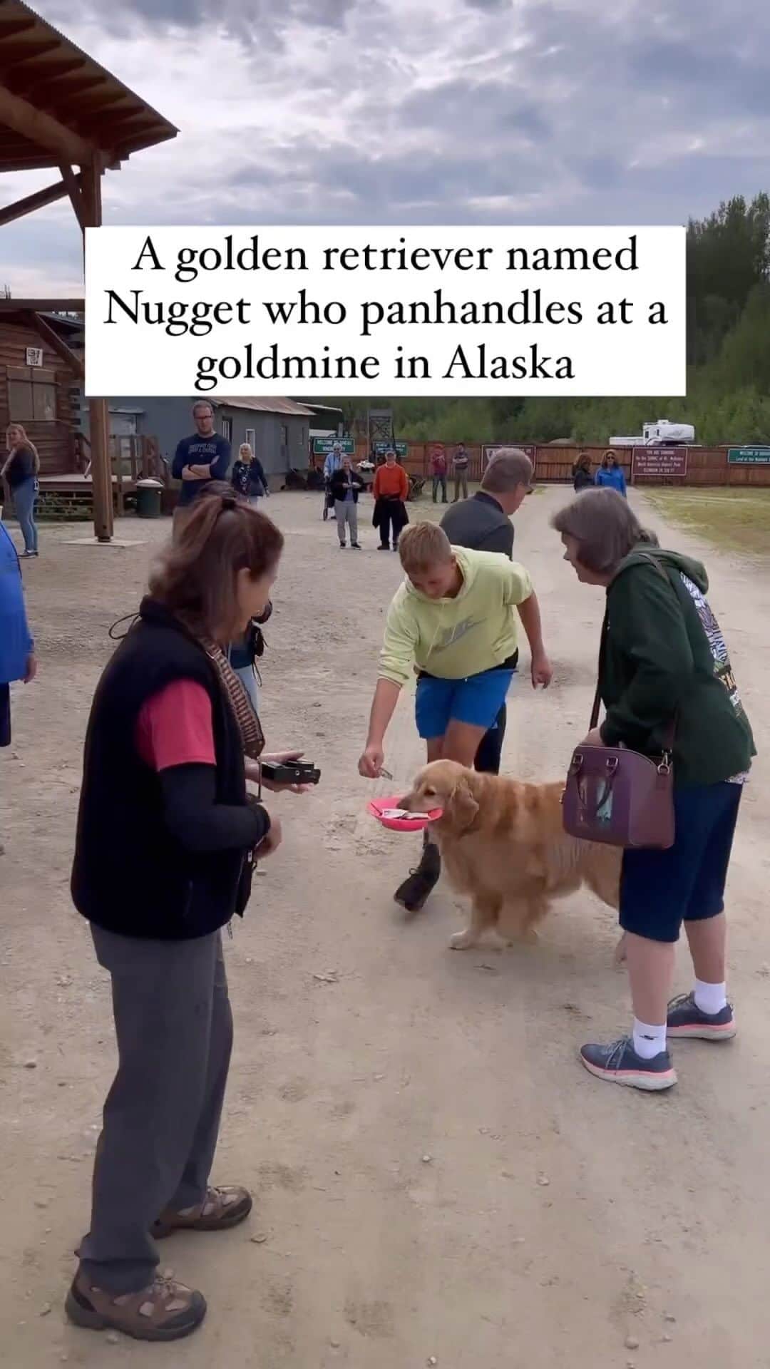 BarkBoxのインスタグラム：「I would empty my bank account for Nugget 🥲⁠ ⁠ 📸: @sharing_alaska @golddaughters」