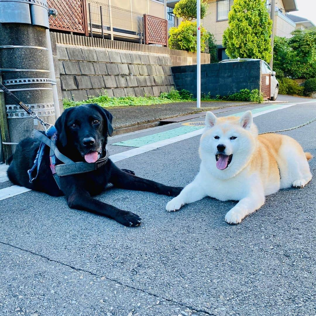 Kazumi-Gakumamaさんのインスタグラム写真 - (Kazumi-GakumamaInstagram)「幼なじみの黒ラブ「ルーク」が関節炎の為、グループの散歩に参加しなくなって1年くらい経つのかなぁ~🐕‍🦺 *  脚の痛みで皆んなとは、毎日一緒に歩けなくなったけど、たま〰️に参加したり、無理しない程度にマイペースで頑張っている💪 *  今朝もグループの散歩を終え戻ると、入口のところでバッタリ‼︎ *  大好きな幼なじみだから、バッタリ会うとお互い嬉しそう➰🐕🐕‍🦺💟 *  ついでにママ同士も嬉しいのだ☺️ 🐾----*----*----*----🐾  I wonder if it's been about a year since my childhood friend, the black Labrador dog "Luke", stopped participating in group walks because of arthritis🐕‍🦺 * Due to the pain in his leg, he can't walk with everyone in the group every day, but he occasionally participates in walks and seems to be doing his best at his own pace without overdoing it💪 * When we returned from our group walk this morning, we ran into each other at the entrance!! ︎ * We are childhood friends that I love so much, so when we meet up, we both seem happy🐕🐕‍🦺💟 * On the other hand, moms are also happy ☺️ 🐾----*----*----*----🐾 #柴犬 #岳 #柴犬岳 #柴犬ガク#gaku #shibainugaku #shiba #shibainu #shibastagram #いぬすたぐらむ #pecoいぬ部 #pecotv  #dogsofinstagram #ワンフルエンサー  #hermoso #Instagram #weeklyfluff #🐕📷 #dailyfluf #散歩友達 #散歩仲間 #幼なじみ #ルーク  #Luke #同じ屋根の下 #友情 #friendship #可愛い #笑顔 #20230817」8月17日 8時52分 - shibainu.gaku