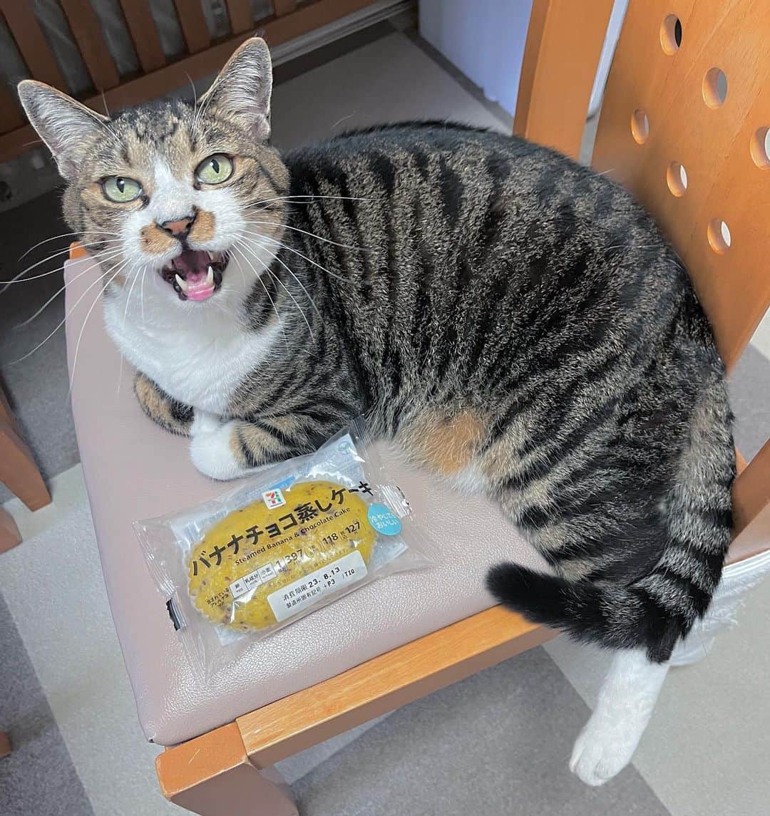 meekooのインスタグラム：「ボクのほうがふわふわで美味しいニャー🤨」