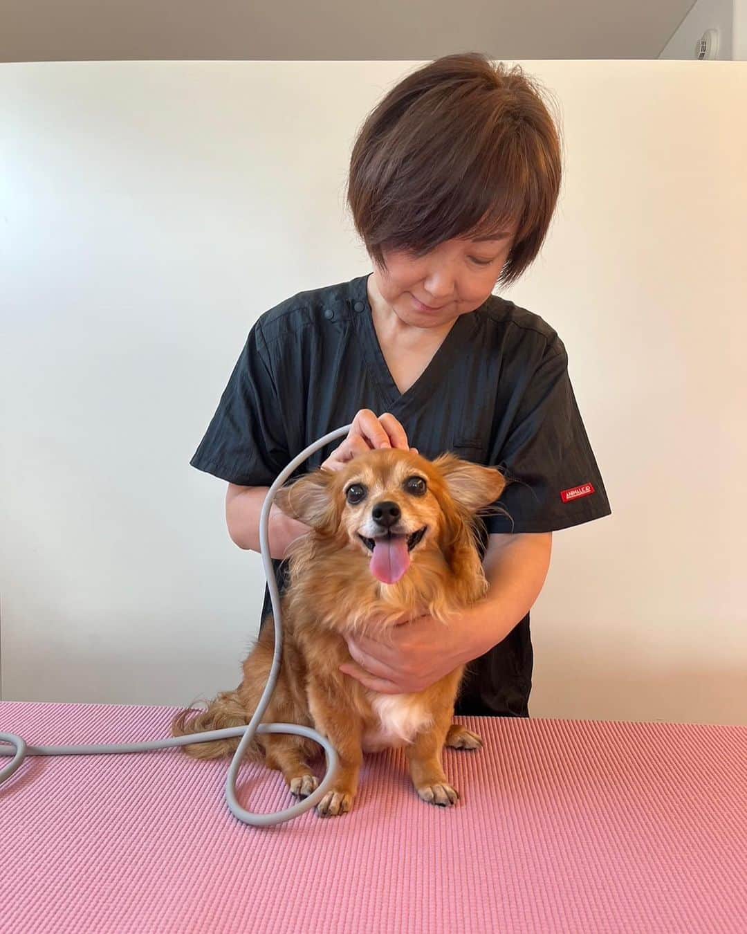 大石ほのかのインスタグラム：「12日ぶりの筋膜リリース🧡  まだ2回目なのに最初に比べると皮膚がほんと柔らかくて  足の広がりがなくなってきたから 腰の位置が高くなりました✨😊  今まで踏み外してた階段やソファも スムーズに登れるようになり体が軽くなったみたいです🤭👏  人間も動物も出来るみたいなので 次は私も筋膜リリース予約しちゃいました笑笑楽しみ🤭 またよろしくお願いします♡   #筋膜リリース #動物整体 #整体」