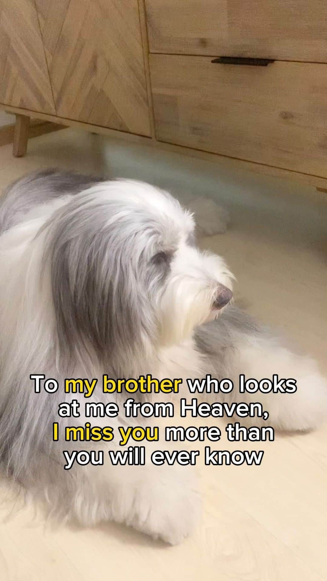MARUのインスタグラム：「On my silent days, I miss you a little louder… 🐻❤️🐼🌈 • • • #missingyou #petloss #missyousomuch #rainbowbridge #saddog #iloveyousomuch #brotherlove #doglove #weeklyfluff #siberianhusky #husky #beardedcollie」
