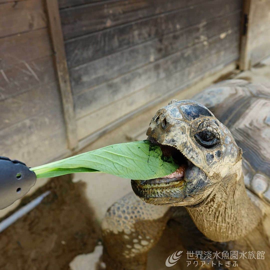世界淡水魚園水族館 アクア・トト ぎふのインスタグラム：「今日は特別に「アルダブラゾウガメのもぐもぐタイム」を開催！  ごはんをあげながら、食べる様子を近くで観察してみてくださいね。  ［時間］9：30～14：00 ［料金］1回300円 ※ごはんが無くなり次第終了 ※生き物の体調や悪天候などにより中止する場合あり  #アクアトト #水族館 #aquarium #夏休み #ゾウガメ #カメ #自由研究  #オアシスパーク #河川環境楽園」
