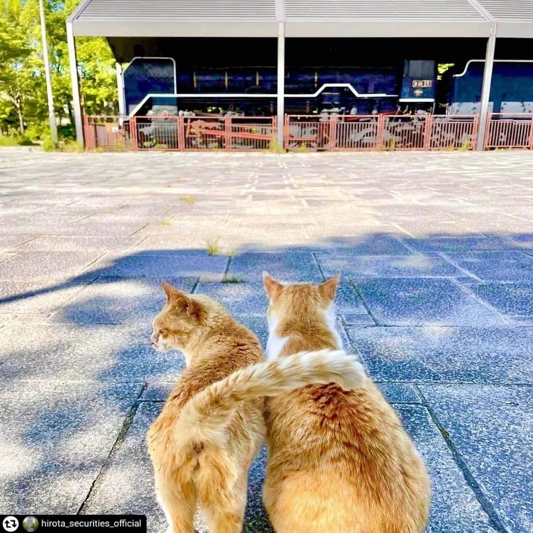 兵庫県のインスタグラム：「兵庫県公式インスタグラム『love_hyogo』です。  love_hyogoでは皆さんが #lovehyogo のハッシュタグを付けて投稿していただいた写真を紹介させていただきます。  本日のピックアップは  @hirota_securities_official さんのお写真です👑 ハッシュタグをつけての投稿ありがとうございます🙏  こちらは、三田市にある『はじかみ池公園』でのお写真です📷✨  二匹の猫ちゃんの仲の良さに、なんだかほっこりとして癒やされますね。。。😁💞   本物のＳＬが展示されている「はじかみ池公園」🚂🌲には、そのＳＬを見守る二匹の猫ちゃんがいるようです🐈🐈🐾🐾  すごく人懐っこくて、猫ちゃんの中では珍しいカメラ好きな性格なんだとか･･･😁📸🐈  本物のＳＬを見に行くのにあわせて、ほっこり猫ちゃんに癒やされに行くのもいいですね～😉🐈🐾  兵庫にまつわる投稿は#lovehyogo のハッシュタグをお願いします👈  This is "love_hyogo", the official Instagram of Hyogo Prefecture. We will introduce photos posted by you with the hashtag #lovehyogo on love_hyogo.  Today's pick is a photo by @hirota_securities_official Thank you for posting with the hashtag!  Please use the hashtag #lovehyogo for Hyogo related posts!  #兵庫県#兵庫#hyogo #lovehyogo#love_hyogo #japan #photooftheday #followme #instagood #photography #picooftheday #三田市 #ウッディタウン #はじかみ池公園 #蒸気機関車#D5125 #夢サンディ号#SL#機関車 #なかよしねこ #フォトジェニック #自慢したい兵庫の景色」