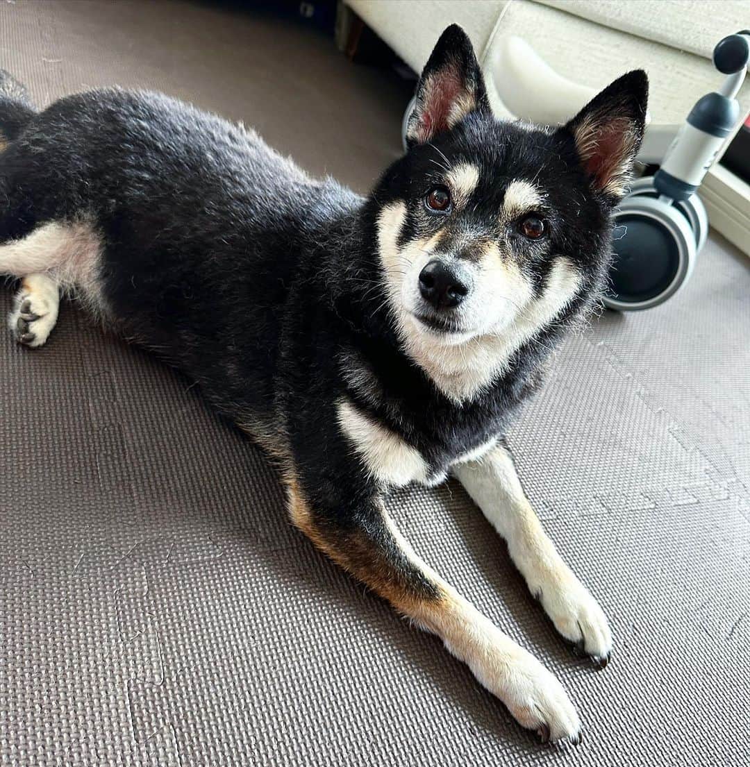 vo_coのインスタグラム：「🐾 洗われましたん とりあえず換毛地獄から脱却したい… ＊ #shibastagram #instashiba #shiba #shibainu #黒柴 #柴犬」