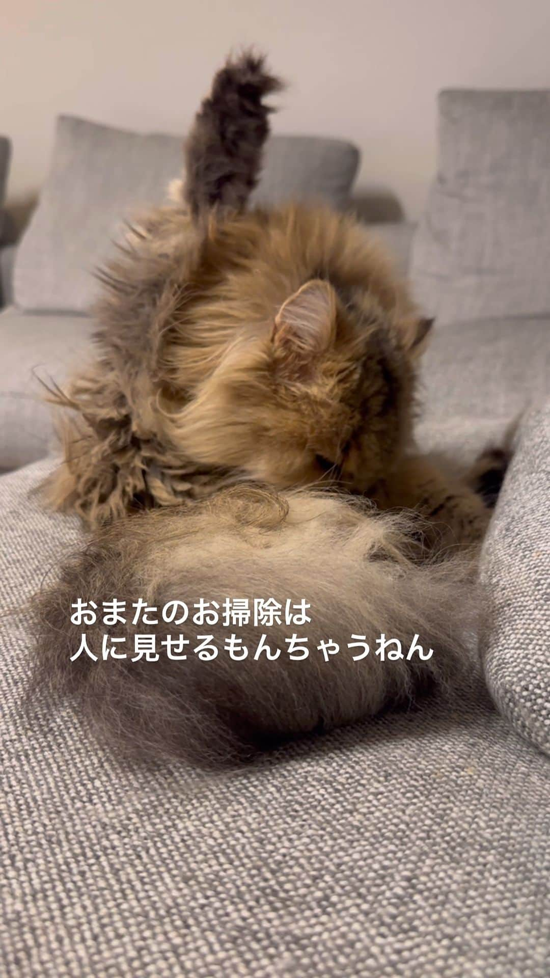 兄弟猫と私と夫の2トムのまいにちのインスタグラム