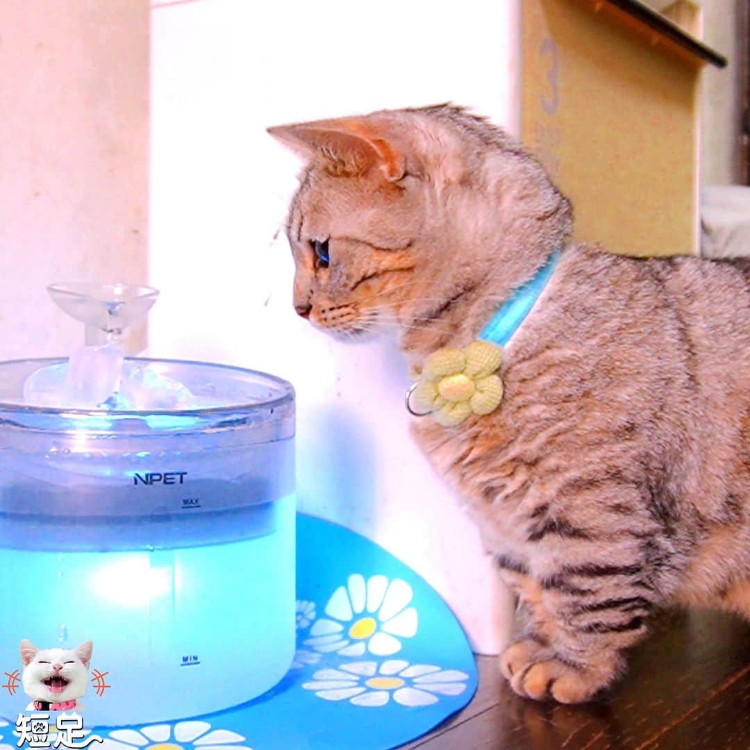 Len Cynthiaのインスタグラム：「給水器に氷を入れたら、ビビりのルナがこうなりました！  #lovelycat #猫 #もふもふ猫 #短足　#petsgram #instacat #catlover　 #マンチカン #ねこ #ネコ#cat #neko #白猫 #猫動画 #Munchkin #Munchkincat #catlover #pet　 #猫好き #ジェネッタ #ベンガル　#子猫　#可愛い #catstagram #にゃんすたぐらむ #ねこ部  #shortlegs #adorable #みんねこ #fluffycat #fluffy」
