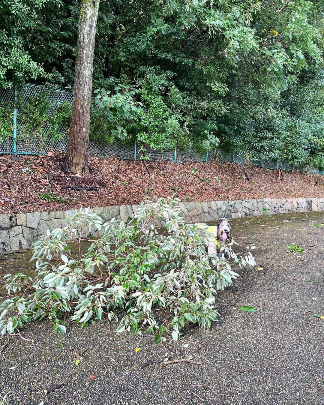 kei515yuさんのインスタグラム写真 - (kei515yuInstagram)「皆さん台風の被害はなかったでしょうか？ 朱織地方はほとんど何も起こらずでしたが、公園の木などは何本か折れてしまったようです。  被害に遭われた地方の方にお見舞い申し上げます。  今年はもう大きな台風は来ないで欲しいです。  #ビアデッドコリー #ビアディ #beardedcollie #akaribeardie #beardie #beardedcolliesofinstagram #puppydog #puppygram  #petscorner #insta_animaluy #dog_ofinstagram #insta_dogs #igdog #topdogphoto #repost_ezyjp #weeklyfluff #dog_features #excellent_dogs #pecoいぬ部 #飛鳥犬舎」8月17日 21時11分 - kei515yu