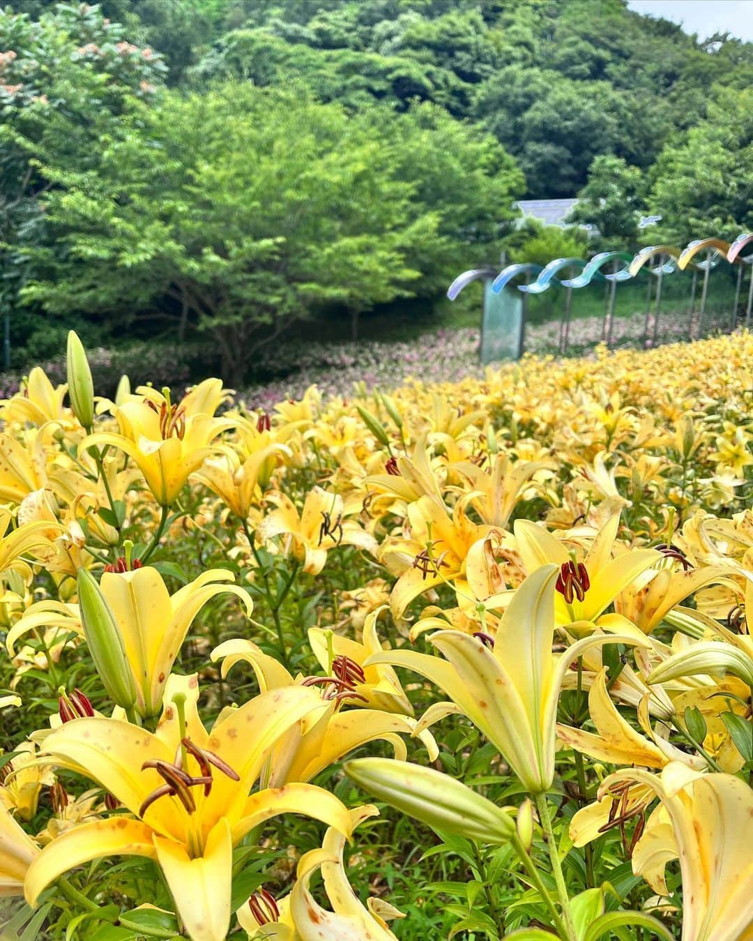 土屋香織さんのインスタグラム写真 - (土屋香織Instagram)「🌿神戸布引ハーブ園🪻𓂃*·⑅ @kobe_nunobiki_herb_gardens  こんなユリのお花畑初めてみた🥰 すごい景色💛🩷💛🩷 見晴らし最高だしとっても見応えあるハーブ園でした🌿 次はこの素敵なカフェでお茶したい🫖🌹✨ . 頂上までロープウェイで登ったけど🚡 歩いて登ってる人もいました！ なかなかきつい坂でここ走る格好で来てもよいかも🏃‍♀️ . . #神戸布引ハーブ園 #神戸布引ロープウェイ #神戸 #神戸観光 #神戸観光スポット #絶景 #絶景スポット #ユリ #百合 #お花畑 #お花 #ハーブ #かおvoyage #東京女子部 #タビジョ #retrip_nippon #tabifleeeeek #ツギノタビ #trip #tripcom #japan #japantravel #japantrip #japantravelphoto #関西旅行」8月17日 21時20分 - kaorintsuchiya