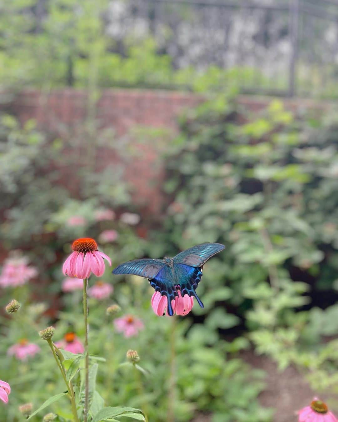 土屋香織さんのインスタグラム写真 - (土屋香織Instagram)「🌿神戸布引ハーブ園🪻𓂃*·⑅ @kobe_nunobiki_herb_gardens  こんなユリのお花畑初めてみた🥰 すごい景色💛🩷💛🩷 見晴らし最高だしとっても見応えあるハーブ園でした🌿 次はこの素敵なカフェでお茶したい🫖🌹✨ . 頂上までロープウェイで登ったけど🚡 歩いて登ってる人もいました！ なかなかきつい坂でここ走る格好で来てもよいかも🏃‍♀️ . . #神戸布引ハーブ園 #神戸布引ロープウェイ #神戸 #神戸観光 #神戸観光スポット #絶景 #絶景スポット #ユリ #百合 #お花畑 #お花 #ハーブ #かおvoyage #東京女子部 #タビジョ #retrip_nippon #tabifleeeeek #ツギノタビ #trip #tripcom #japan #japantravel #japantrip #japantravelphoto #関西旅行」8月17日 21時20分 - kaorintsuchiya