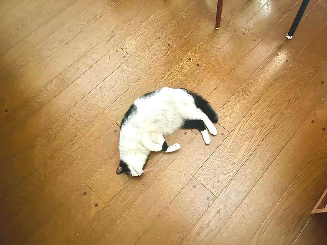 辻本耕志さんのインスタグラム写真 - (辻本耕志Instagram)「暑いねぇ。  #猫　#ねこ　#ネコ　#ごま　#胡麻　#cat」8月17日 14時04分 - tsujimotokouji