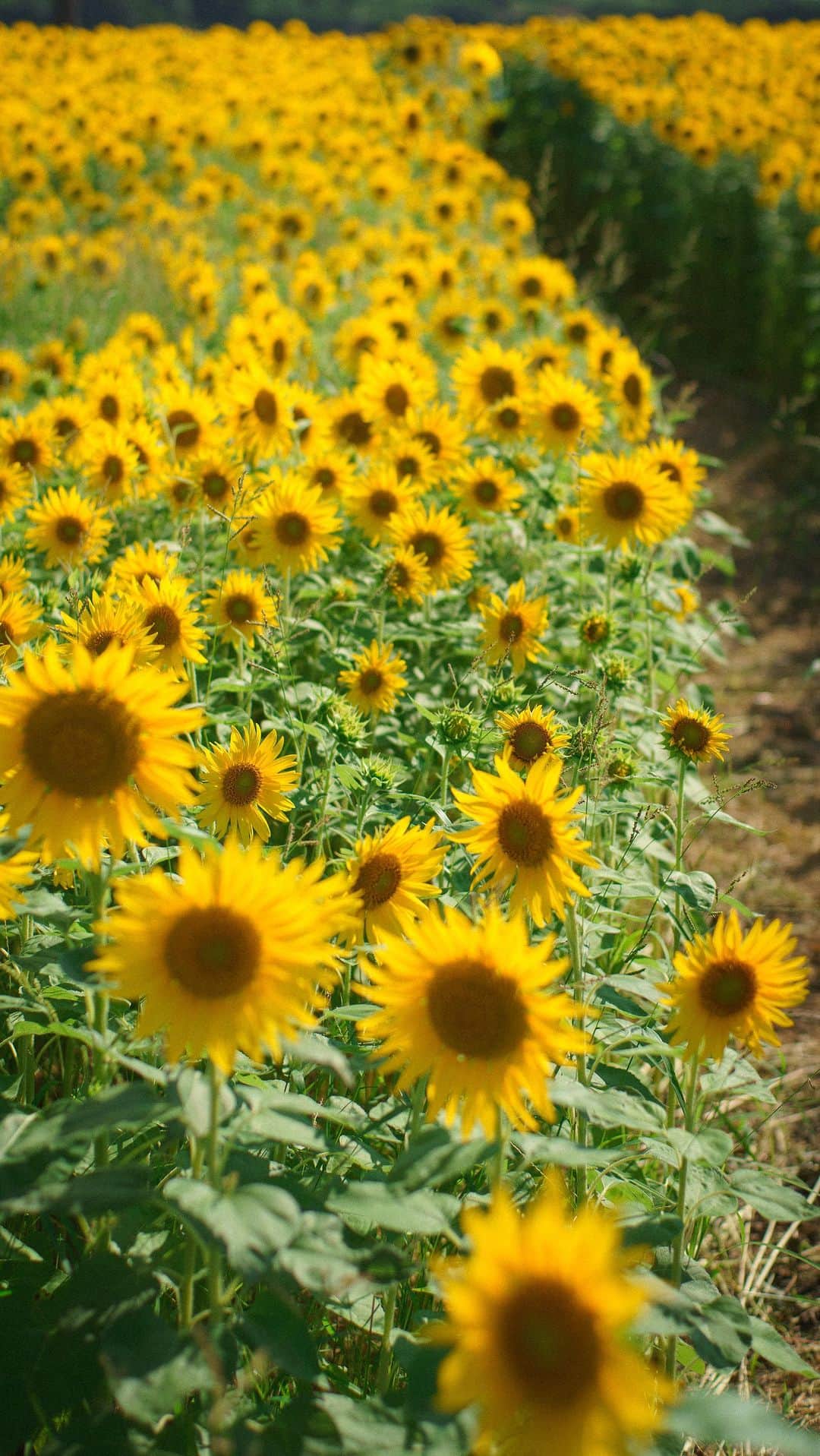 大川真代のインスタグラム：「私も太陽を追いかけたい☀️  I want to be like a sunflower🌻 so that even on the darkest days I will stand tall and find the sunlight.  #instamood  #instaphoto #ひまわり  #sunflower #summer  #photography #flower  #japan #japanesegirl  #philippines #filipina  #halfjapanese #half  #halffilipina #japinay  #model #modellife #フィリピン #マニラ  #セブ #セブ島 #日本 #東京 #名古屋 #豊橋 #大阪 #撮影 #撮影会 #撮影会モデル #モデル」