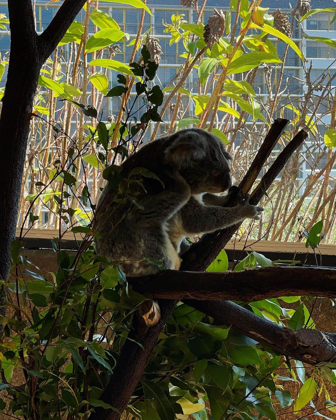 白木夏子さんのインスタグラム写真 - (白木夏子Instagram)「Animals. #cairns #ケアンズ #australia #traveladdict」8月17日 14時33分 - natsukoshiraki