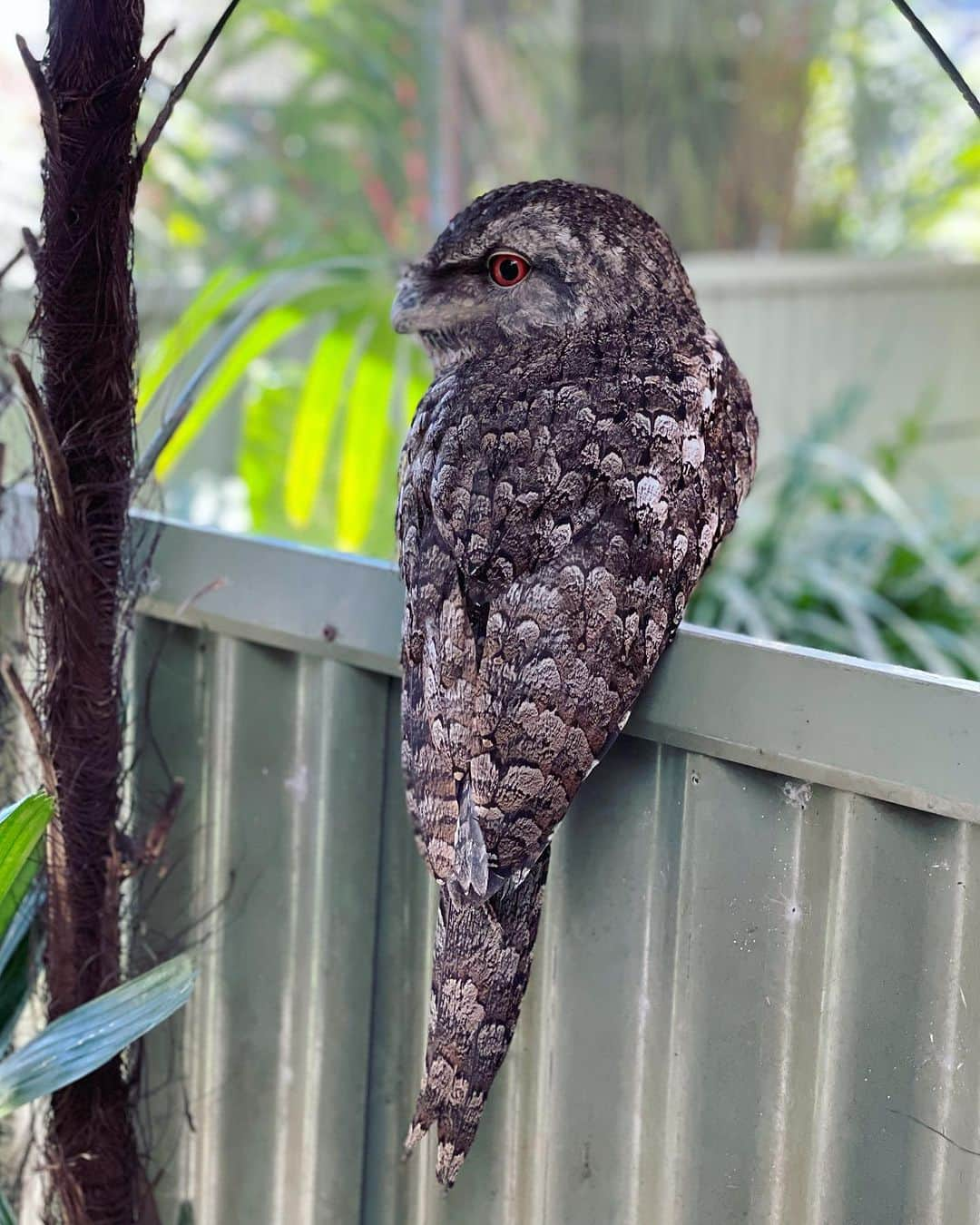 白木夏子さんのインスタグラム写真 - (白木夏子Instagram)「Animals. #cairns #ケアンズ #australia #traveladdict」8月17日 14時33分 - natsukoshiraki