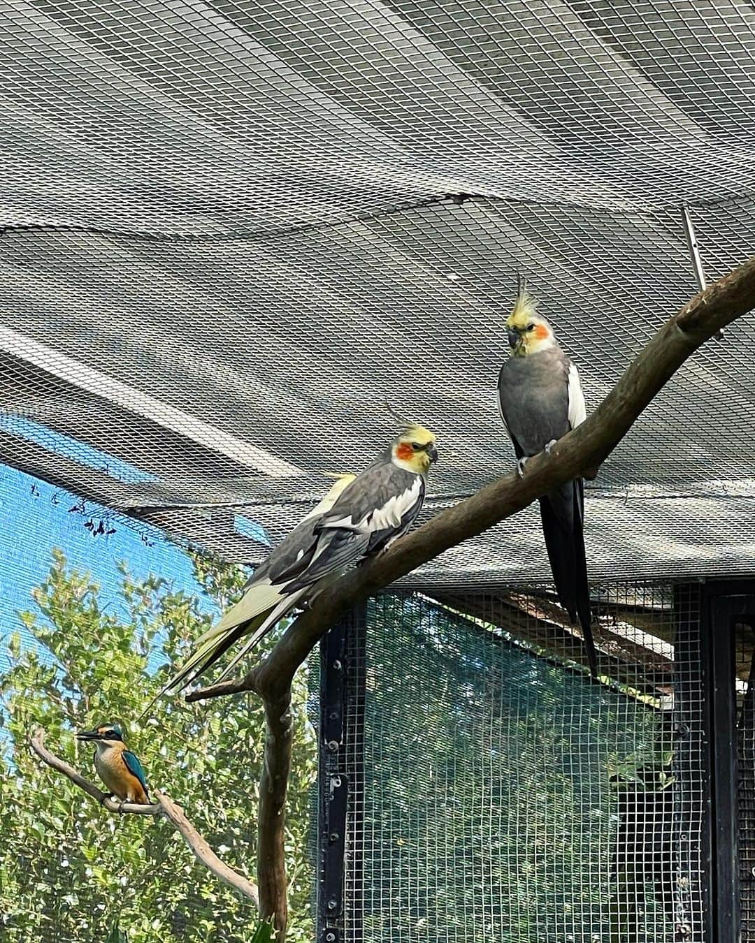 白木夏子さんのインスタグラム写真 - (白木夏子Instagram)「Animals. #cairns #ケアンズ #australia #traveladdict」8月17日 14時33分 - natsukoshiraki