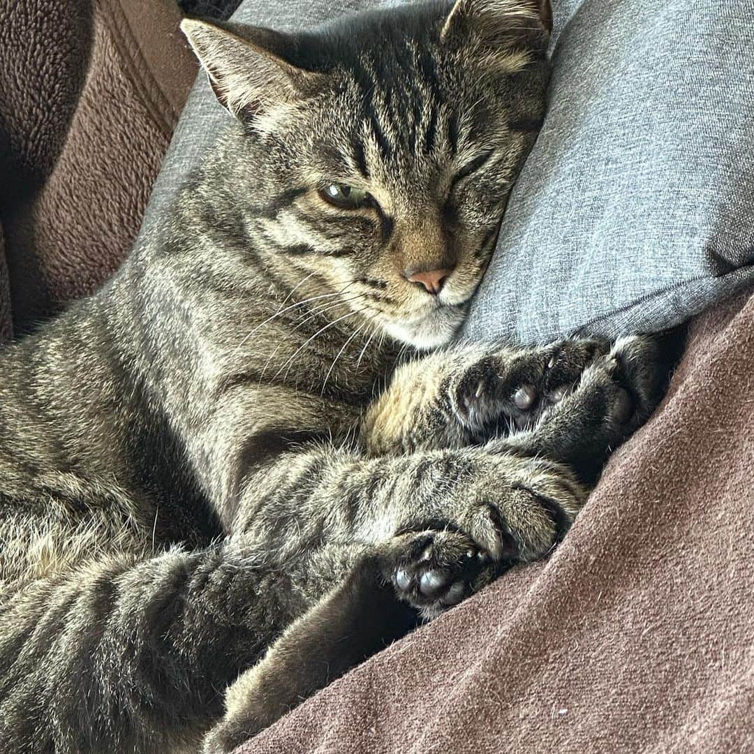 ちょび さんのインスタグラム写真 - (ちょび Instagram)「しっかり枕使って寝てる猫💪(🐰д´)ノ」8月17日 14時47分 - chobi_bass