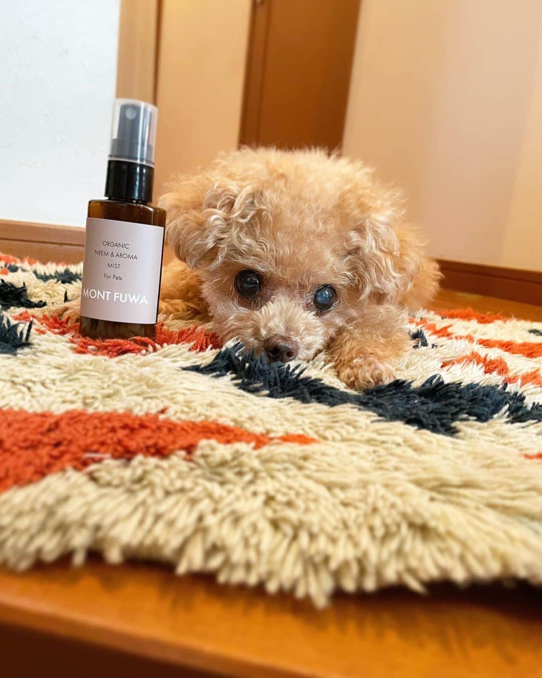 ふわのインスタグラム：「みなさまにお知らせがあります☺︎ 以前からふわに安心して使えるものをつくりたいという想いがありやっとそれが実現しました。 ブランド名は 「MONT FUWA」（モンフワ）です。 まずは今の季節に使える オーガニック虫除けスプレーです。こだわりにこだわってつくりました!!みなさまにも使っていただけると嬉しいです。 ふわもお散歩前にシュッシュ わたしも一緒にシュッシュしてます。  近いうち新しい商品もお知らせできると思います。 商品の詳しい情報は @mont_fuwa  宜しくお願いいたします。  #toypoodle#toypoodlegram#dogsofinstagram#instadog#doglover#doglife#cutedog#dog#fuwamama#ふわもこのふわ#ふわ#トイプードル#ふわもこ部#犬バカ部#親バカ部#犬のいる暮らし#いぬすたぐらむ#オーガニック虫除け#montfuwa#pr」