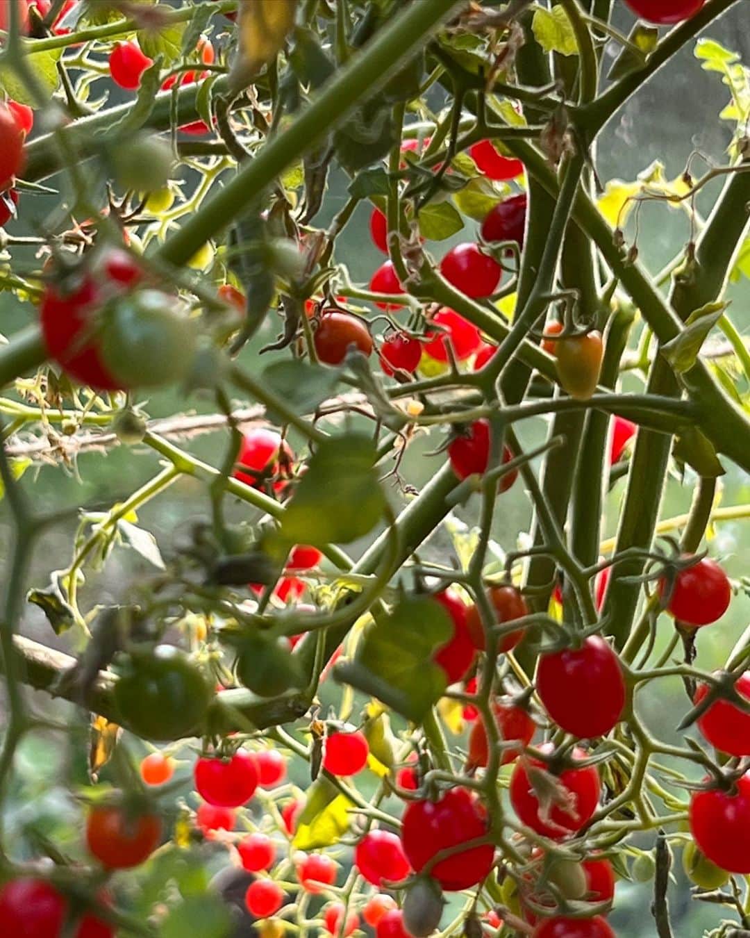 ニック・ナイトさんのインスタグラム写真 - (ニック・ナイトInstagram)「Beautiful tiny Red Currant tomatoes bringing a little joy to my morning! ❤️」8月17日 16時37分 - nick_knight