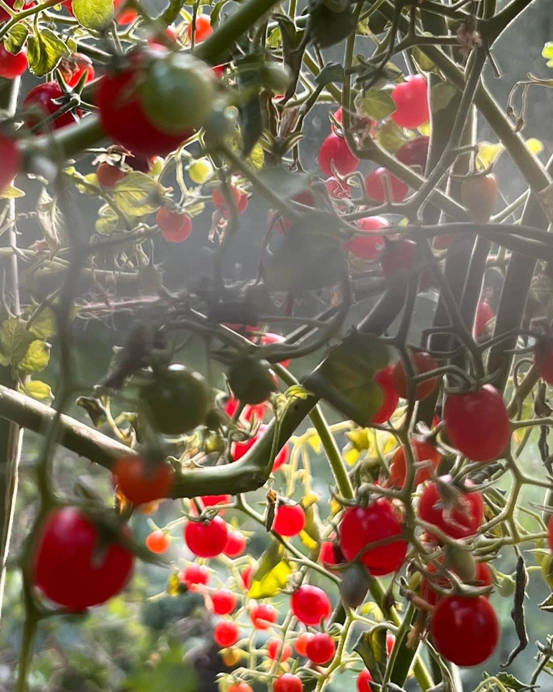 ニック・ナイトさんのインスタグラム写真 - (ニック・ナイトInstagram)「Beautiful tiny Red Currant tomatoes bringing a little joy to my morning! ❤️」8月17日 16時37分 - nick_knight