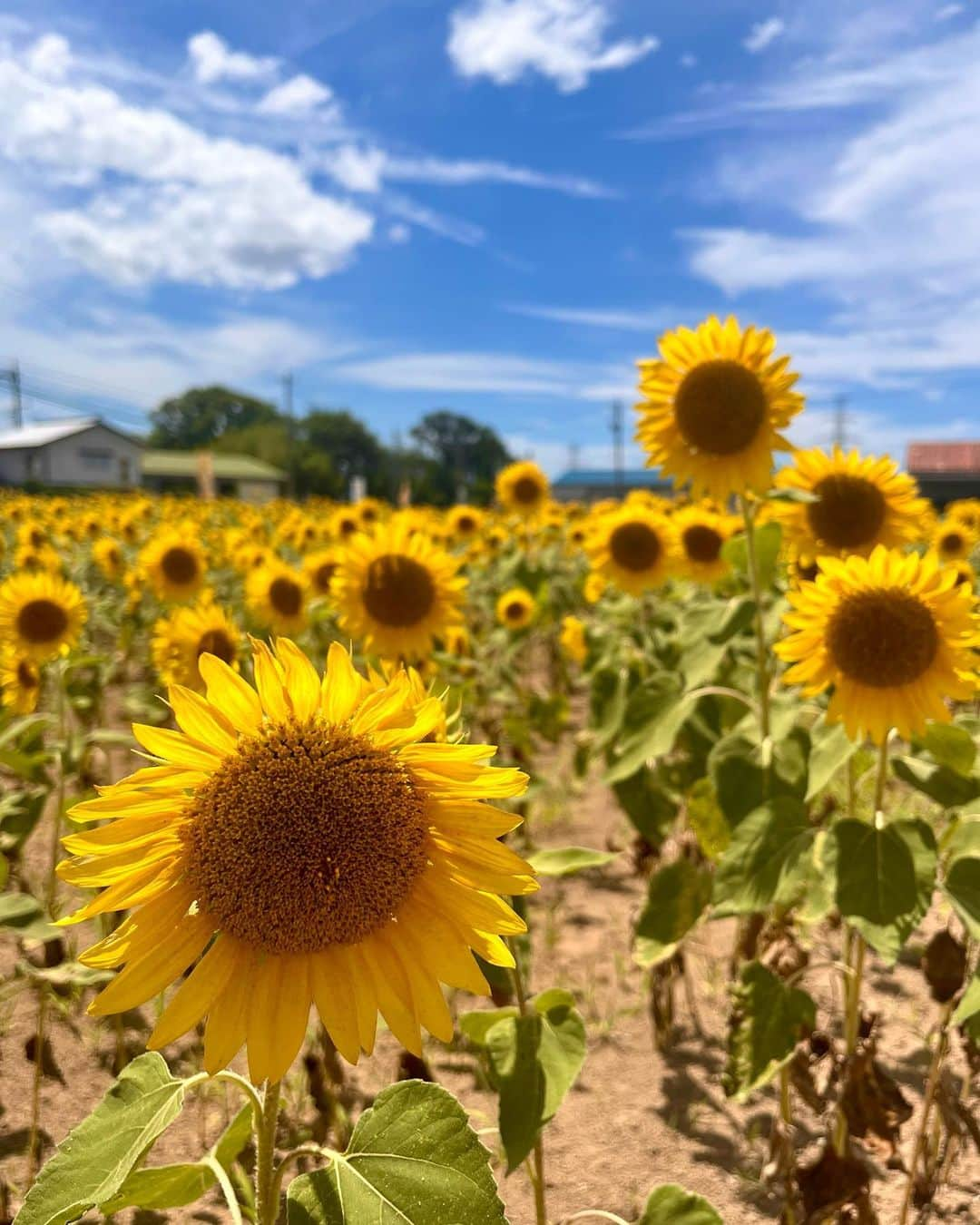 八木麻紗子さんのインスタグラム写真 - (八木麻紗子Instagram)「. 夏🌻  #少し前に撮りました #ひまわり #写真勉強中」8月17日 16時53分 - yagi_masako