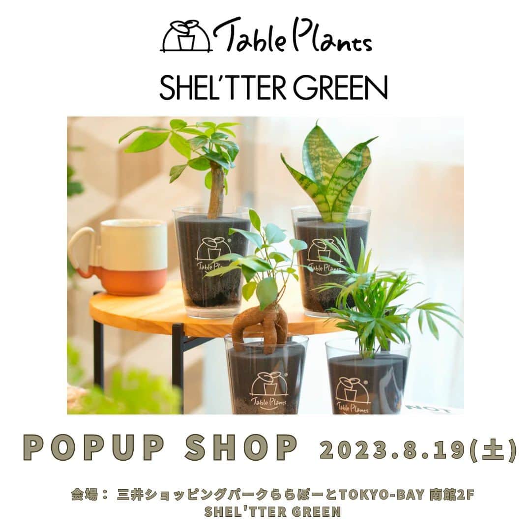 のインスタグラム：「【POPUP開催情報】 GreenSnap × SHEL'TTER GREEN ららぽーとTOKYO-BAY店  8月19日(土)にSHEL’TTER GREENららぽーとTOKYO-BAY店にてPOPUP SHOPを開催します！  今回のPOPUP SHOPでは、リニューアルした【土を使わない観葉植物】Table Plants(テーブルプランツ)の定番人気シリーズをリアル店舗でいち早く販売します。  オンラインで人気の植物が実際に見れるチャンスですので、お近くの際はぜひお立ち寄りいただけますと幸いです。  皆様のご来店をお待ちしております。  ▼開催概要 【開催日時】2023年8月19日(土) 10:00~21:00 【開催場所】SHEL'TTER GREENららぽーとTOKYO-BAY店  千葉県船橋市浜町2-1-1 三井ショッピングパークららぽーとTOKYO-BAY南館２階 https://mitsui-shopping-park.com/lalaport/tokyo-bay/access/」