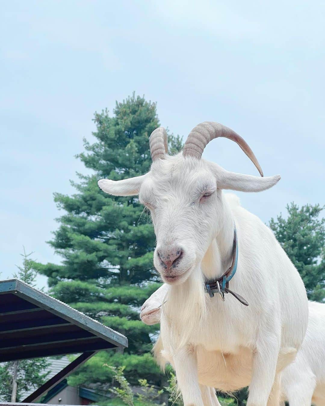 ゆきりぬのインスタグラム：「旭川楽しすぎた🥹✨✨ 北海道のもの食べ尽くしまくり、、 あー幸せだった、、 北海道住みたい、、 食べ物全部美味しかった、、、 また食べたい、、、」