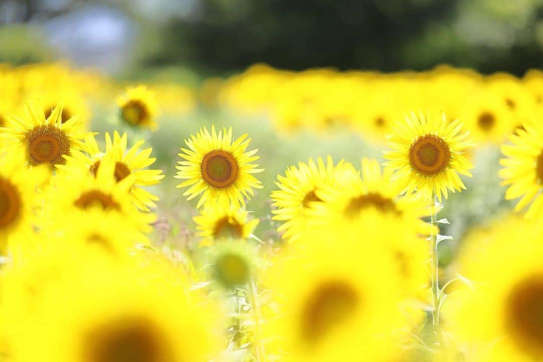 kiccyomuのインスタグラム：「☀️ 2023.08.17 Thu #座間ひまわりまつり 55万本の #向日葵 🌻 この日も暑かったけど 見に行けて良かった🤗🌻  今日も天気良く暑い1日 秋の気配は まだ程遠いようです😅  location #神奈川 ❣️ 📷撮影 2023年8月11日」