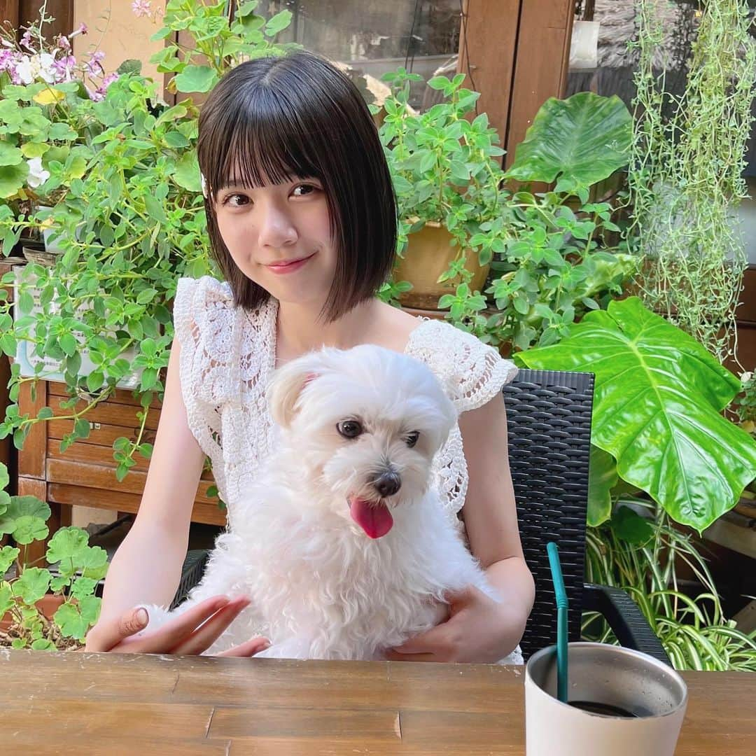 伊藤沙音さんのインスタグラム写真 - (伊藤沙音Instagram)「🧁🐶  伊豆高原のCafe行ったよ🐶🍴  もふもふピノとパシャリ！📷´-  ランチは何を食べたでしょ~？🫶 @kennyshousecafe   今日もInstagram遊びに来てくれてありがとう🎀  ∴ ୨୧ ∴∵∴ ୨୧ ∴∵∴ ୨୧ ∴∴ ୨୧ ∴∵∴ ୨୧ ∴∴ ୨୧ ∴∵∴ ୨୧ ∴ 8月20日（日）11時〜インスタライブします🩷 みんな遊びに来てくれるの楽しみにしてます！   #伊藤沙音 #シャノン#伊豆高原 #家族旅行   #ニコラ #nicola #ニコモ #ニコラ9月号発売中  #ノーマルカメラ#マルチーズ#もふもふ犬」8月17日 18時44分 - shannon_ito_official