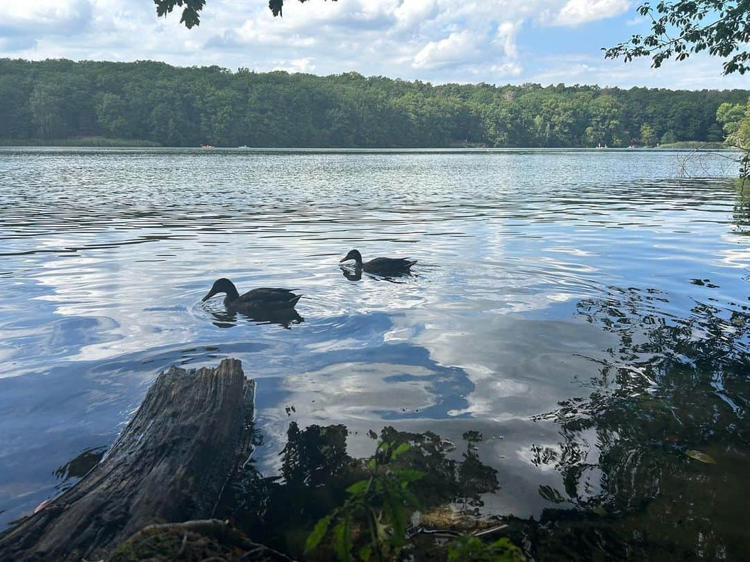 伊東楓さんのインスタグラム写真 - (伊東楓Instagram)「ベルリンに夏が戻ってきて、必死に短いこの季節を楽しむベルリナーたち。🌻 快晴かと思ったら雷雨に豪雨、なんという気まぐれな天気。これこそまさに、ベルリンです！  #berliner#sommer#lake#chill#ベルリン日常#germany#malerin」8月17日 19時11分 - kaede_ito004