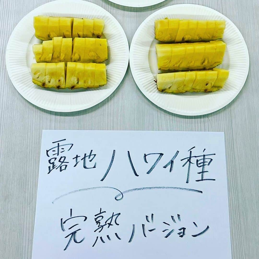 おきなわLikesさんのインスタグラム写真 - (おきなわLikesInstagram)「8月17日、、、817、、 そう！8（パ）17（イナ）ップル！ #パイナップルの日 〜〜🍍🍍💛  みなさん、推しのパイン、ありますか？ 今年もうパイン食べましたか？？  夏のフルーツ！ってイメージありませんか？ 意外や意外‼️ 収穫のタイミングが秋冬に来る品種もあるんだそう、、🧐📝  でもやっぱりおすすめは太陽の光をいっぱい浴びた 夏のパイナップル！ ということで〜！！ おきなわLikes編集部が実際に選んで！食べて！ おすすめランキングを作ってみました💛 ※パイン農家さん、美味しいパインを 本当にありがとうございます😭  今回は編集部が#ナゴパイナップルパーク、 道の駅許田、その他スーパーを巡って 買ってきて食べくらべしましたっ！🤤🍽️  食べくらべたのは次の3種🍍 ①ハワイ種　完熟 ②ハワイ種　食べごろ ③スナックパイン ④ゴールドバレル 本当はもっと集めたかったんだけど、台風の影響で🥲  さてさて、 パイナップルって追熟しないんだそう👀 収穫後も放っておけば熟れていく、 果物ではないそうなんです💦  食べごろと言われるのは、 下1/3が黄色く色づいてきているものなんだって！✨ なので！ハワイ種も食べごろと完熟、食べ比べてみたよ💛  ↓↓↓  ＼おきなわLikes おすすめパインランキング／ 🥇1位　断トツの甘さ！【#ゴールドバレル 】  🥈2位　意外と県民も食べたことない？カットのお手間もなく手軽に食べられる【#スナックパイン 】  🥉3位　食べ慣れた味が嬉しい！【ハワイ種の完熟】  🎖️4位　これぞパイナップルらしい酸っぱさでスッキリした味わい【ハワイ種の食べごろ】  📣ストーリーズで質問してるので、皆さんも食べてみたいもの教えてね📣  今回ナゴパイナップルパークさんに パイナップルの勉強をしに行ってきたんだけど、、、 沖縄に住んでいながら全然知らない 「へぇ〜！」なことばかり🥺  @nagopineapplepark さん、 色々教えて頂き、ありがとうございました😊  ちなみに☝️ パイナップルの「そのまま食べられる」ところは 全体の50%くらいなんですって。 その他はどうしてるの？？ 気になりますよね〜！！！😉ね？！ それはまた追々、、、📝  そういえば！8月は観光月間で、お盆シーズン🏮 （沖縄の旧盆は8月末ですね🌕）  パイナップルはカットフルーツでも丸ごとでも、 道の駅や県内スーパーでまだまだ販売されているので、 県外から来た方も、 もちろん県民の皆さまも、 県産フルーツを楽しんだらいいさぁ〜🤤🍍  購入場所 📍ナゴパイナップルパーク 📍道の駅許田 📍西町りうぼう  ✜ 𖣯 ✜ 𖣯 ✜ 𖣯 ✜ 𖣯 ✜ 𖣯 ✜ 𖣯 ✜ 𖣯 ✜ 𖣯 ✜  沖縄のこと、「ちょっと好き」から「もっと好き」に。  フォローしてね🌺 @okinawa_likes  ✜ 𖣯 ✜ 𖣯 ✜ 𖣯 ✜ 𖣯 ✜ 𖣯 ✜ 𖣯 ✜ 𖣯 ✜ 𖣯 ✜ #おきなわLikes #沖縄 #沖縄観光 #沖縄旅行  #沖縄好きな人と繋がりたい #okinawa  #パインの日 #フルーツ好き #lovepineapple #pineapple  #パイナップル」8月17日 19時24分 - okinawa_likes