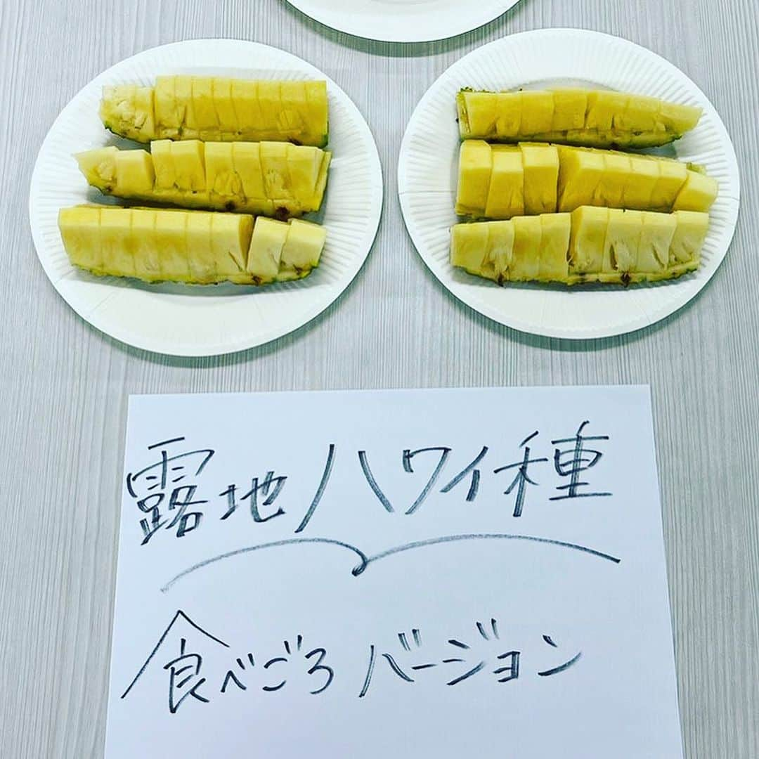 おきなわLikesさんのインスタグラム写真 - (おきなわLikesInstagram)「8月17日、、、817、、 そう！8（パ）17（イナ）ップル！ #パイナップルの日 〜〜🍍🍍💛  みなさん、推しのパイン、ありますか？ 今年もうパイン食べましたか？？  夏のフルーツ！ってイメージありませんか？ 意外や意外‼️ 収穫のタイミングが秋冬に来る品種もあるんだそう、、🧐📝  でもやっぱりおすすめは太陽の光をいっぱい浴びた 夏のパイナップル！ ということで〜！！ おきなわLikes編集部が実際に選んで！食べて！ おすすめランキングを作ってみました💛 ※パイン農家さん、美味しいパインを 本当にありがとうございます😭  今回は編集部が#ナゴパイナップルパーク、 道の駅許田、その他スーパーを巡って 買ってきて食べくらべしましたっ！🤤🍽️  食べくらべたのは次の3種🍍 ①ハワイ種　完熟 ②ハワイ種　食べごろ ③スナックパイン ④ゴールドバレル 本当はもっと集めたかったんだけど、台風の影響で🥲  さてさて、 パイナップルって追熟しないんだそう👀 収穫後も放っておけば熟れていく、 果物ではないそうなんです💦  食べごろと言われるのは、 下1/3が黄色く色づいてきているものなんだって！✨ なので！ハワイ種も食べごろと完熟、食べ比べてみたよ💛  ↓↓↓  ＼おきなわLikes おすすめパインランキング／ 🥇1位　断トツの甘さ！【#ゴールドバレル 】  🥈2位　意外と県民も食べたことない？カットのお手間もなく手軽に食べられる【#スナックパイン 】  🥉3位　食べ慣れた味が嬉しい！【ハワイ種の完熟】  🎖️4位　これぞパイナップルらしい酸っぱさでスッキリした味わい【ハワイ種の食べごろ】  📣ストーリーズで質問してるので、皆さんも食べてみたいもの教えてね📣  今回ナゴパイナップルパークさんに パイナップルの勉強をしに行ってきたんだけど、、、 沖縄に住んでいながら全然知らない 「へぇ〜！」なことばかり🥺  @nagopineapplepark さん、 色々教えて頂き、ありがとうございました😊  ちなみに☝️ パイナップルの「そのまま食べられる」ところは 全体の50%くらいなんですって。 その他はどうしてるの？？ 気になりますよね〜！！！😉ね？！ それはまた追々、、、📝  そういえば！8月は観光月間で、お盆シーズン🏮 （沖縄の旧盆は8月末ですね🌕）  パイナップルはカットフルーツでも丸ごとでも、 道の駅や県内スーパーでまだまだ販売されているので、 県外から来た方も、 もちろん県民の皆さまも、 県産フルーツを楽しんだらいいさぁ〜🤤🍍  購入場所 📍ナゴパイナップルパーク 📍道の駅許田 📍西町りうぼう  ✜ 𖣯 ✜ 𖣯 ✜ 𖣯 ✜ 𖣯 ✜ 𖣯 ✜ 𖣯 ✜ 𖣯 ✜ 𖣯 ✜  沖縄のこと、「ちょっと好き」から「もっと好き」に。  フォローしてね🌺 @okinawa_likes  ✜ 𖣯 ✜ 𖣯 ✜ 𖣯 ✜ 𖣯 ✜ 𖣯 ✜ 𖣯 ✜ 𖣯 ✜ 𖣯 ✜ #おきなわLikes #沖縄 #沖縄観光 #沖縄旅行  #沖縄好きな人と繋がりたい #okinawa  #パインの日 #フルーツ好き #lovepineapple #pineapple  #パイナップル」8月17日 19時24分 - okinawa_likes