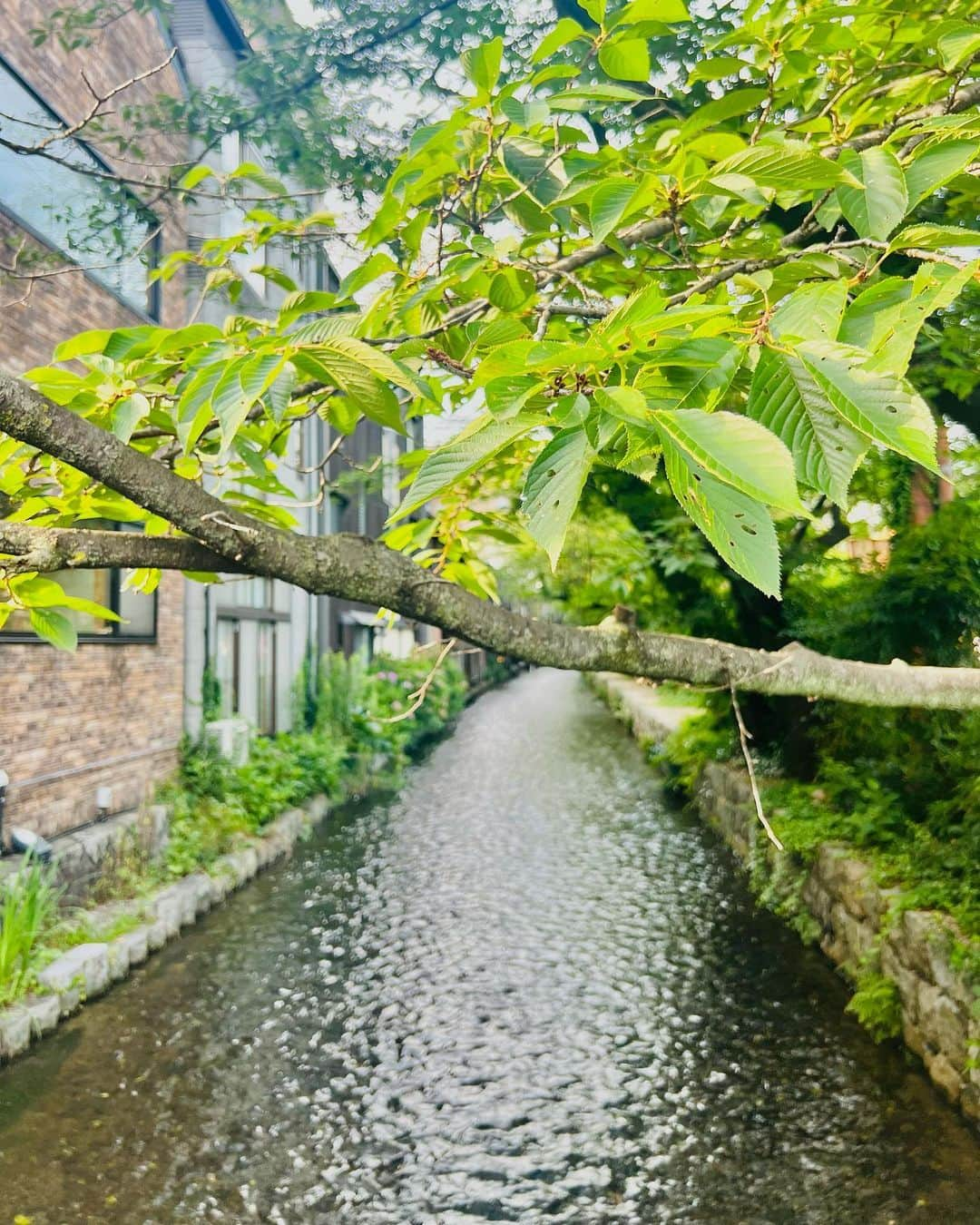 相知明日香さんのインスタグラム写真 - (相知明日香Instagram)「🌿  ライブ翌日の京都旅🎻 真夏の京都・鴨川さんぽ🦆 すずしそうで、めっちゃアツイ😆❤️‍🔥  #京都 #日本 #鴨川 #夏 #最高 #Kyoto #Japan #Summer #travel #traveler #happy」8月17日 19時26分 - asukalohappy