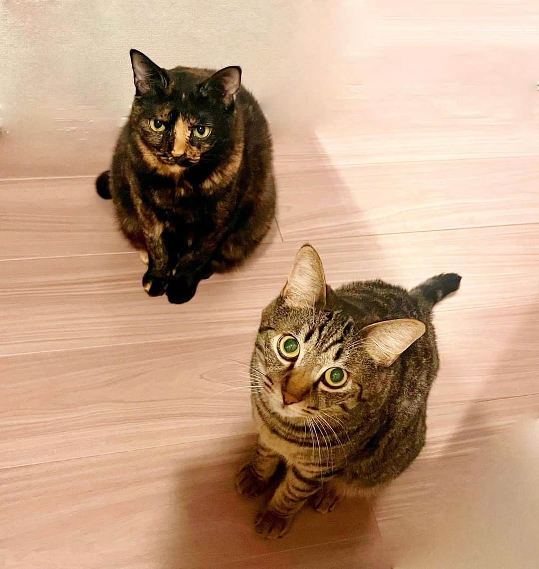 久保亜沙香のインスタグラム：「そろそろ晩御飯の時間ですね⏰  後ろに集まってる🐈‍⬛🐈」