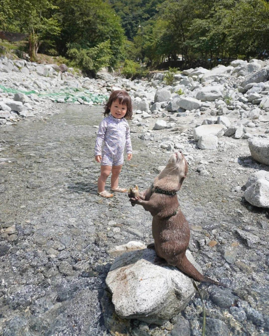 芳美リンさんのインスタグラム写真 - (芳美リンInstagram)「カワウソAty&Uiと川遊び🏕🦦  間近でAtyがご飯食べるのを興味深そうに見ていました。  食事中は触らないでね。って伝えたけど、 本能的に邪魔しちゃだめと分かるのか？  一定の距離を取っていました👏  #大滝キャンプ場 #アウトドア女子#Aty#カワウソAty #カワウソUi#カワウソ #KEENjapan#アウトドアトドラー #outdoortoddler#旅育」8月17日 19時47分 - lynn.lynn5