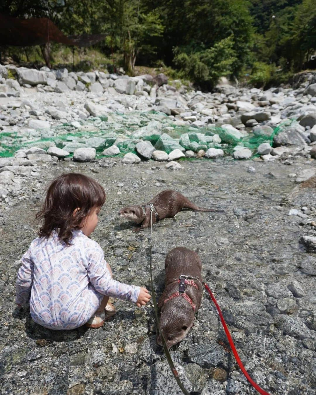 芳美リンさんのインスタグラム写真 - (芳美リンInstagram)「カワウソAty&Uiと川遊び🏕🦦  間近でAtyがご飯食べるのを興味深そうに見ていました。  食事中は触らないでね。って伝えたけど、 本能的に邪魔しちゃだめと分かるのか？  一定の距離を取っていました👏  #大滝キャンプ場 #アウトドア女子#Aty#カワウソAty #カワウソUi#カワウソ #KEENjapan#アウトドアトドラー #outdoortoddler#旅育」8月17日 19時47分 - lynn.lynn5