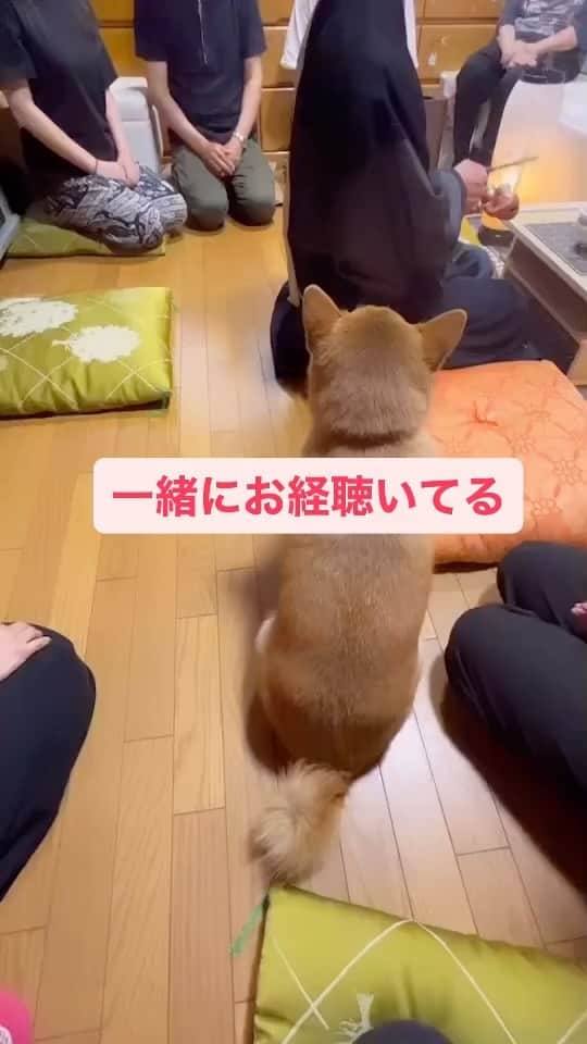 のインスタグラム：「Polite shiba🙏🏻 @hanas.an 礼儀正しくて可愛い花さん😊  #shibainu #shiba #柴犬 #しばいぬ #犬 #お盆 #お経 #仏教 #Buddhism」