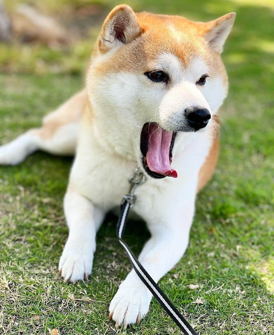 ゆうとろ（柴犬ゆうと猫のとろ）のインスタグラム