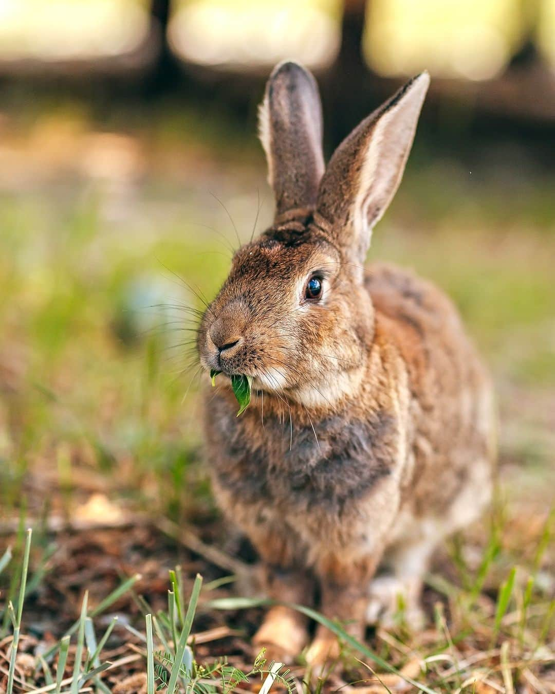 アニマルプラネットさんのインスタグラム写真 - (アニマルプラネットInstagram)「Such big ears! 🐰🌿  A cottontail rabbit chomps on some green grass.  #Animals #Wildlife #Rabbit」8月18日 5時52分 - animalplanet