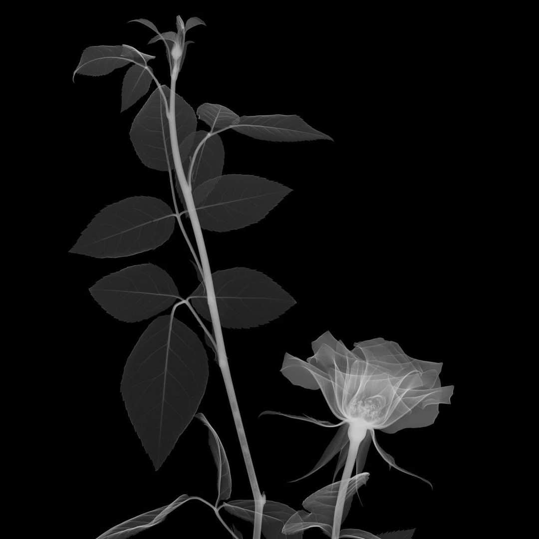 東信さんのインスタグラム写真 - (東信Instagram)「2023 X-ray Flowers #amkk #amkkproject #makotoazuma #azumamakoto #東信花樹研究所 #東信 #jardinsdesfleurs #shiinokishunsuke #flowerart #flower #flowers」8月18日 6時02分 - azumamakoto