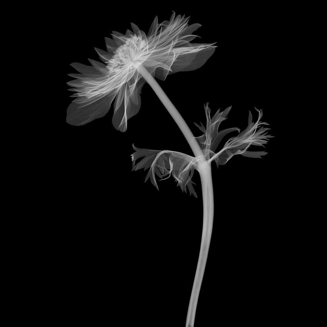 東信さんのインスタグラム写真 - (東信Instagram)「2023 X-ray Flowers #amkk #amkkproject #makotoazuma #azumamakoto #東信花樹研究所 #東信 #jardinsdesfleurs #shiinokishunsuke #flowerart #flower #flowers」8月18日 6時02分 - azumamakoto