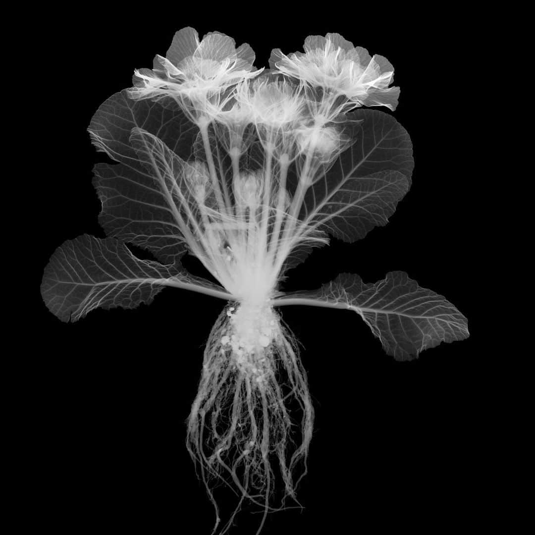 東信のインスタグラム：「2023 X-ray Flowers #amkk #amkkproject #makotoazuma #azumamakoto #東信花樹研究所 #東信 #jardinsdesfleurs #shiinokishunsuke #flowerart #flower #flowers」