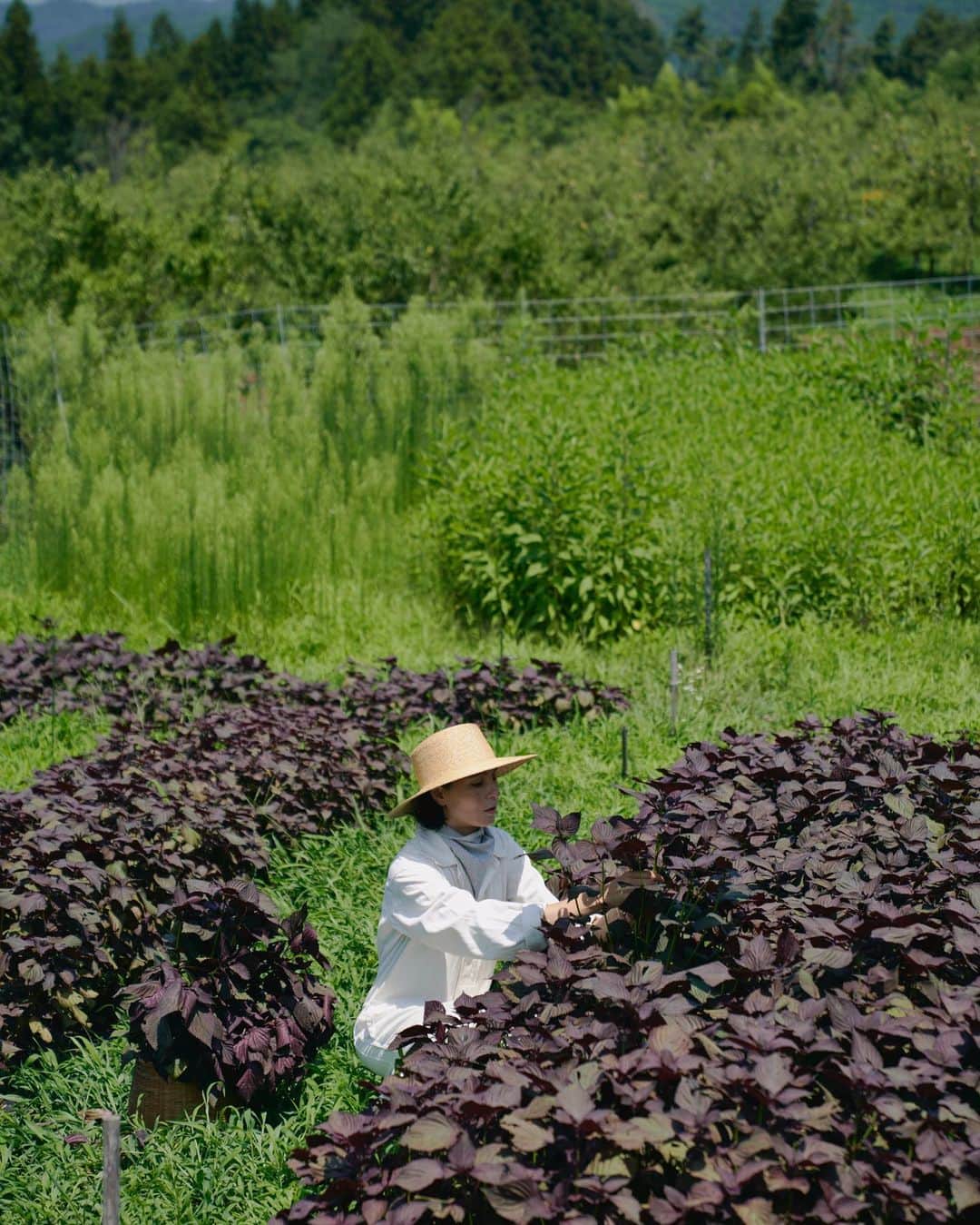 田沢美亜さんのインスタグラム写真 - (田沢美亜Instagram)「今年は赤紫蘇が豊作でした。  農園に自生していた数本の赤紫蘇からのスタート。 3年目にしてこんなに立派に育ってくれました。  @t_three_farm では赤紫蘇も無肥料無農薬栽培しています。  収穫をより良くするためにまだまだ改善点はありそうです。来年が楽しみです！  今年の収穫にまずは感謝の気持ちを😌  photo @aitomatsu   #tthreefarm #赤紫蘇 #無肥料無農薬 #道法スタイル #月夜野 #みなかみ町 #群馬県 #二拠点生活 #兼業農家 #田沢美亜 #uraku_tokyo」8月18日 7時04分 - miatazawa