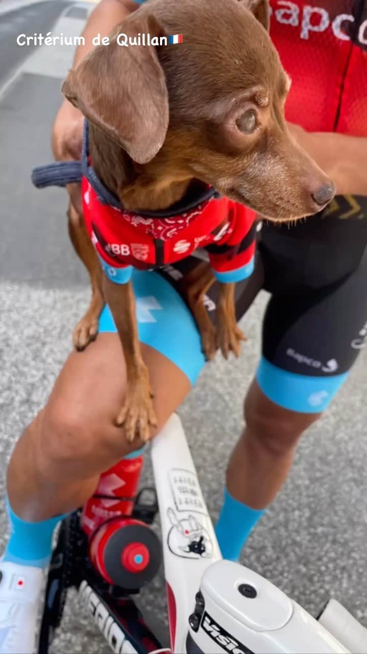 新城幸也のインスタグラム：「Critérium de Quillan🇫🇷Merci. Merveilleux souvenirs d'été😉 夏の思い出  #miniaturepinscher  #愛犬  #いぬすたぐらむ  #いぬバカ部  #ミニピン  #ミニチュアピンシャー  #海外生活 #夏の思い出  #yukiyaarashiro  #andorra」
