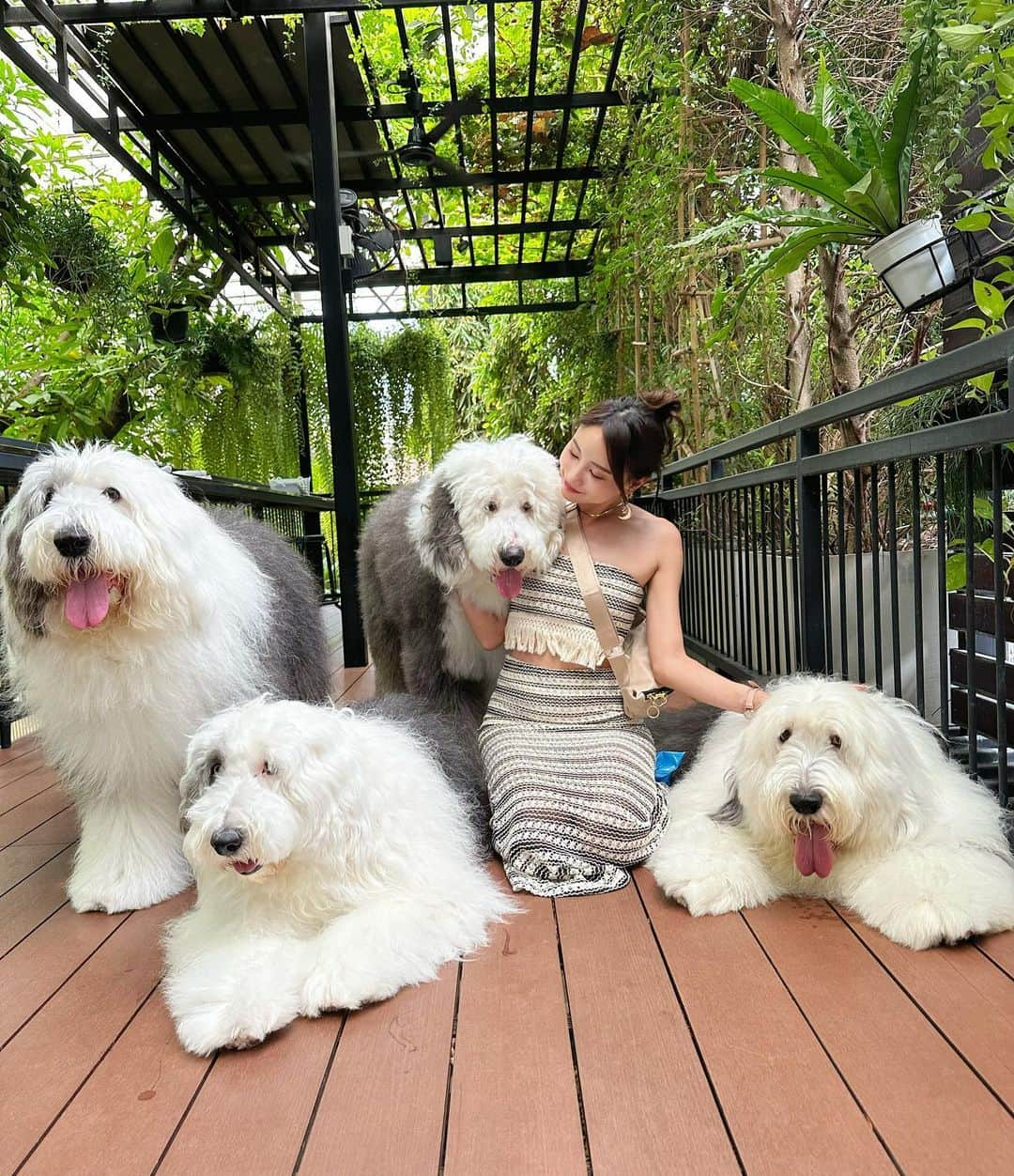 高崎モモコ さんのインスタグラム写真 - (高崎モモコ Instagram)「本物の楽園🤍🐩 สวรรค์ที่แท้จริง . . . #trueloveatneverland  @neverlandsiberians . . #オールドイングリッシュシープドッグ#oldenglishsheepdog#englishsheepdog#大型犬カフェ#犬カフェ#バンコク旅行#タイ旅行#バンコク生活#バンコクライフ#バンコクグルメ#バンコクカフェ#バンコク観光#バンコクレストラン #タイ🇹🇭#thailand#タイスポット#タイグルメ#海外旅行#海外旅行記#タイ旅行記#bangkok#bangkok🇹🇭#bangkokcafe#bangkokfashion#bangkokfashion#bangkoktrip#thailandtravel#thailand_allshots#女子旅#女子旅行」8月17日 22時44分 - momoko_takasaki