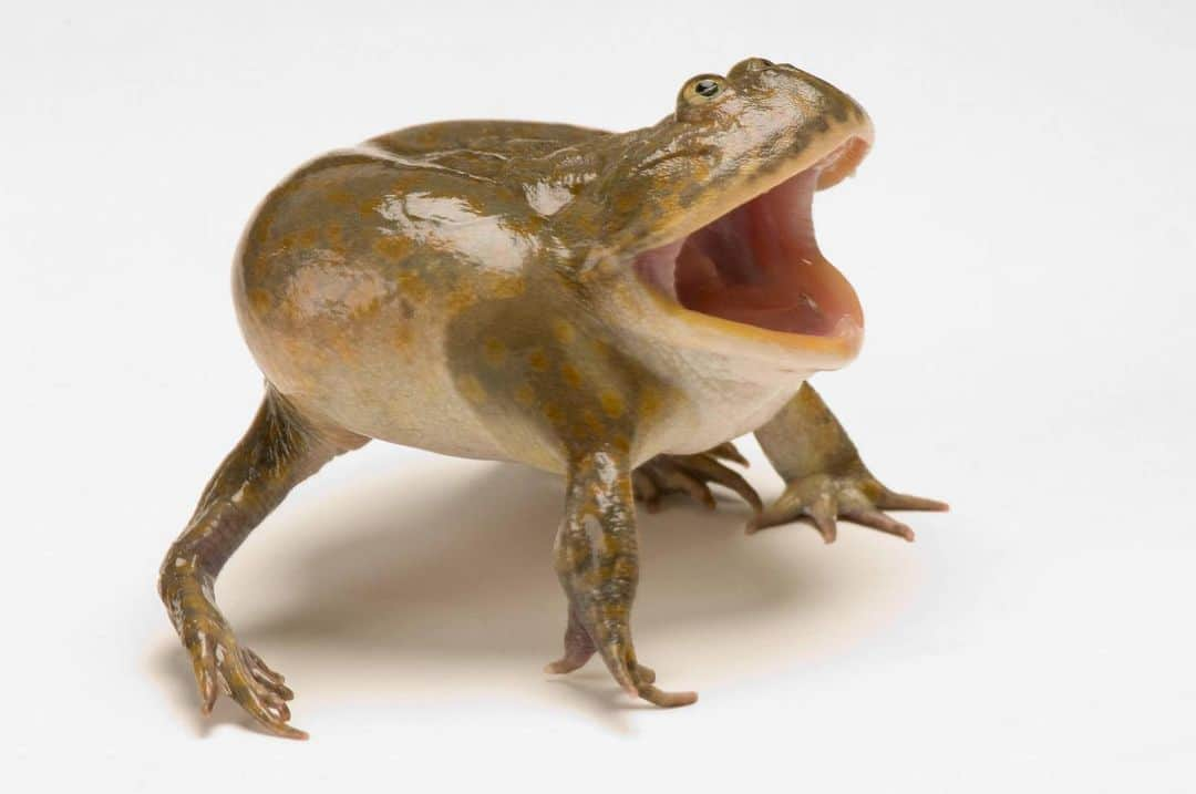 Joel Sartoreさんのインスタグラム写真 - (Joel SartoreInstagram)「An ambush predator, the Budgett’s frog will submerge its large body in the seasonal pools of South America’s semiarid Gran Chaco, leaving only its eyes uncovered. Should insects, snails, or other appetizing critters wander within striking distance, this frog does not hesitate to act, seizing its catch in its powerful jaws and downing prey in a single gulp. Photo taken @nationalaquarium.   #frog #budgettsfrog #amphibian #predator #ambush #large #animal #wildlife #animalphotography #wildlifephotography #studioportrait #PhotoArk @insidenatgeo」8月17日 22時37分 - joelsartore