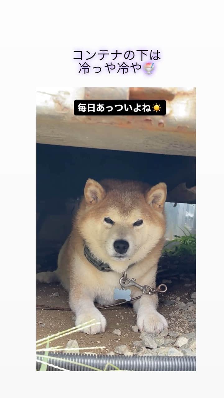 柴犬 たろのインスタグラム：「太陽さんも☀️雨さんも☔️本気出しすぎな毎日やで🐻💕もうちょっとバランス良く降ったり晴れたりしてくれませんか⁉️🐕😎  #柴犬」